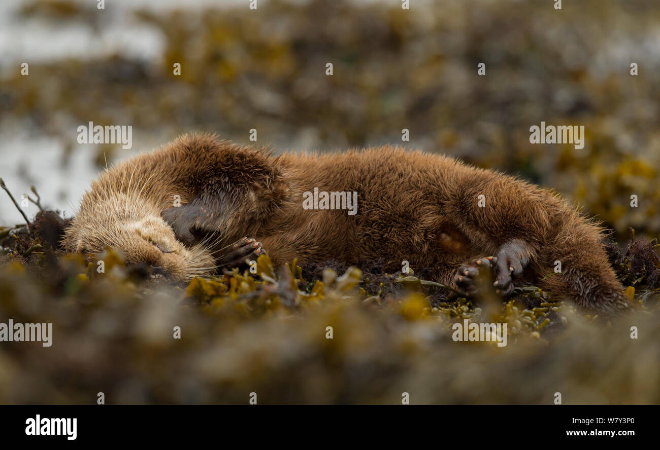 Otter (Lutra lutra) female grooming in seaweed, Mull, Scotland, England, UK. Stock Photo