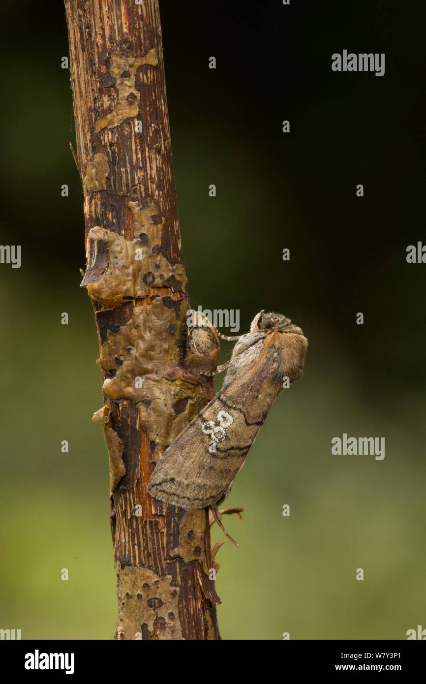 Figure of eighty moth (Tethea ocularis octogesimea) adult , Sheffield, England, UK, July. Stock Photo