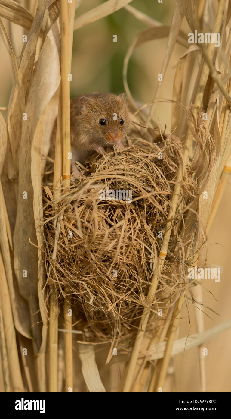 Harvest mouse  (Micromys minutus) at sleeping nest, captive, England, UK, March. Stock Photo