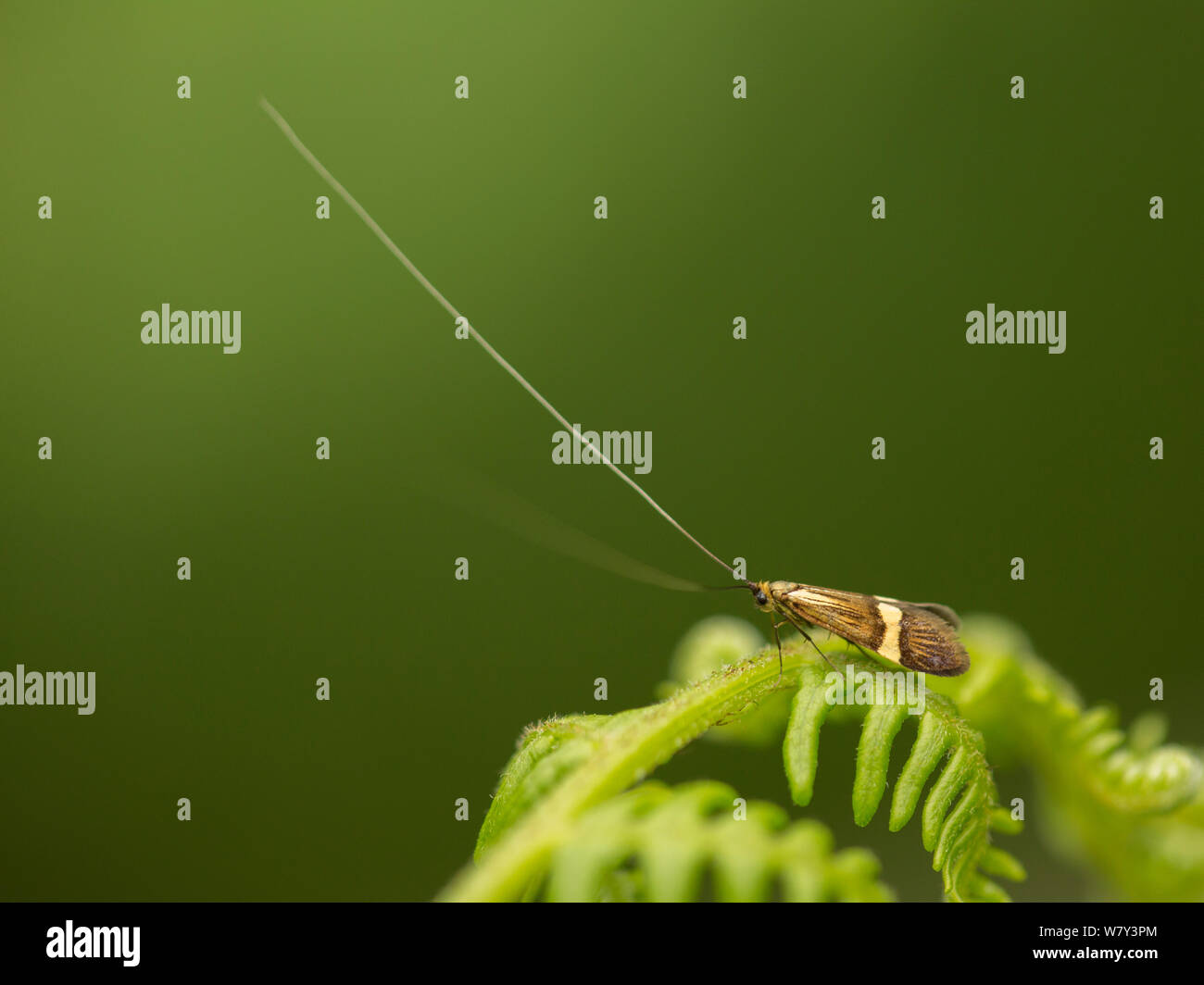 Moth (Nemophora degeerella) with very long antennae, on bracken, Sheffield, England, UK, July. Stock Photo