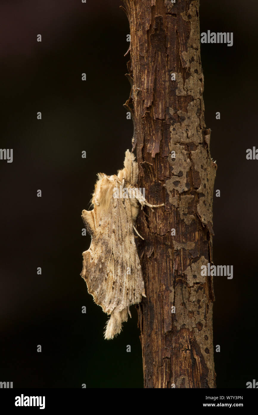 Pale prominent moth (Pterostoma palpina) resting on a twig, Lincolnshire, England, UK, July. Stock Photo