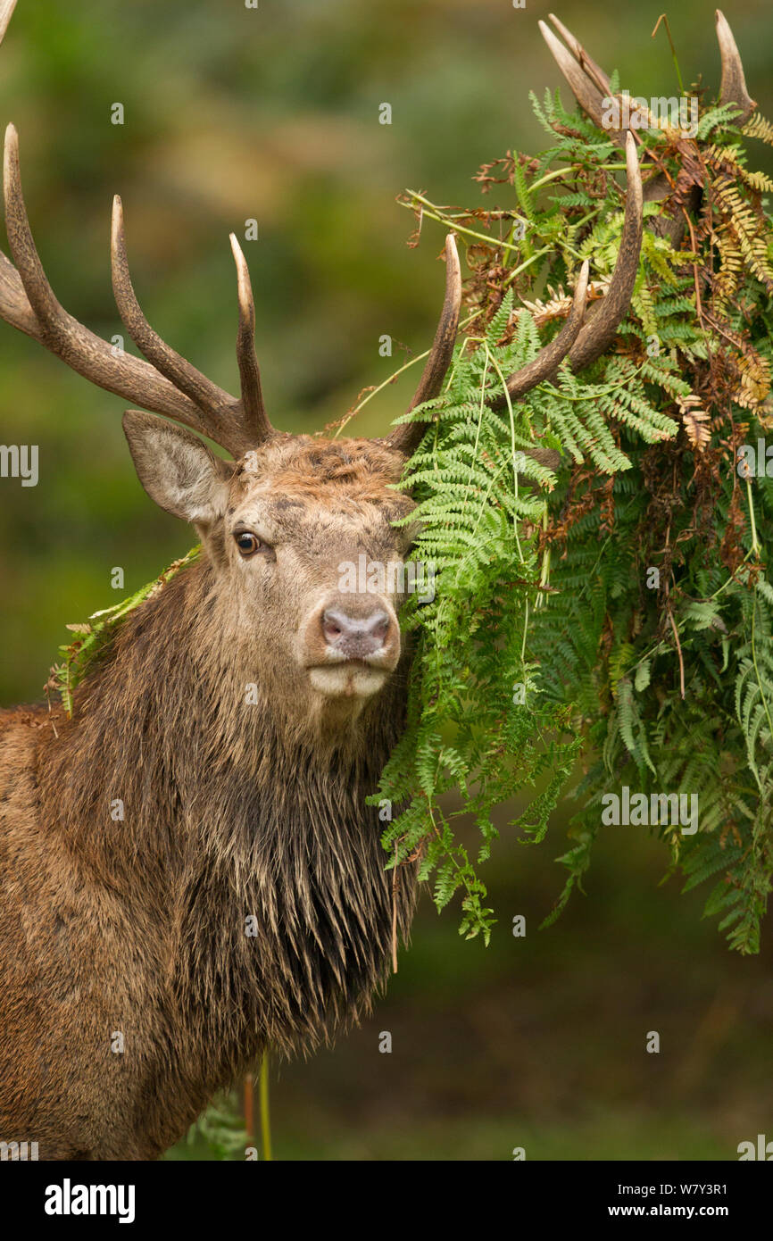 Red deer (Cervus elaphus) in the rut, adult male with bracken on antlers, Bradgate Park, Charnwood Forest, Leicestershire, England, UK, October. Stock Photo