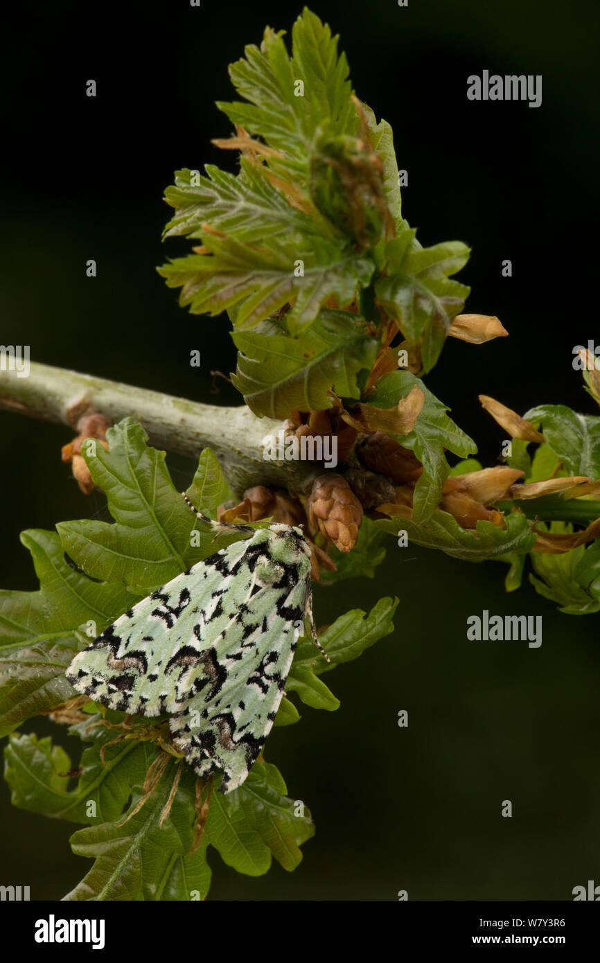 Scarce merveille du jour moth (Moma alpium) adult on hawthorn twig, England, UK, May. Stock Photo