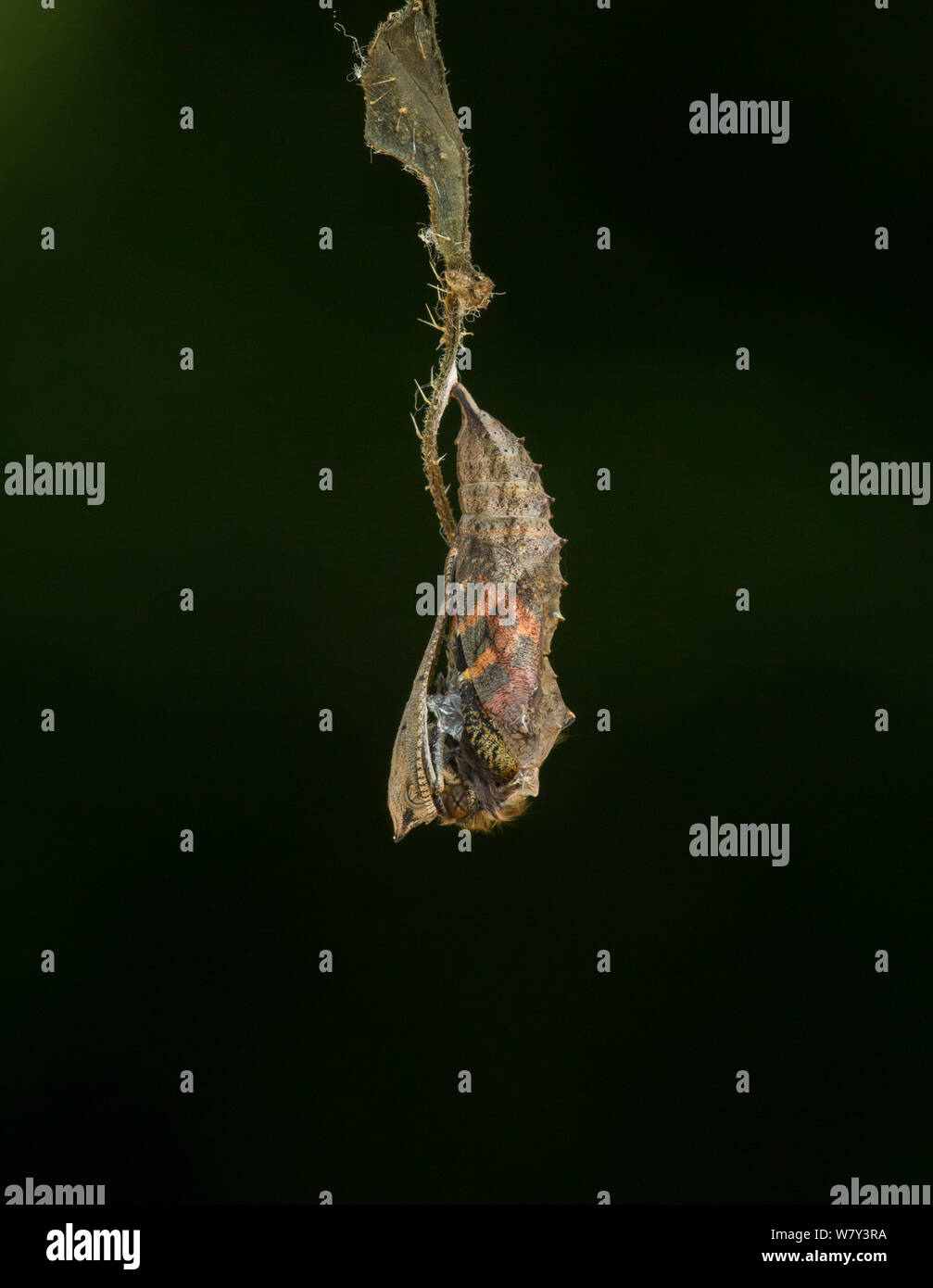 Small tortoishell butterfly (Aglais urticae) adult emerging from chrysalis, Sheffield, England, UK, August. Sequence 3 of 22. Stock Photo