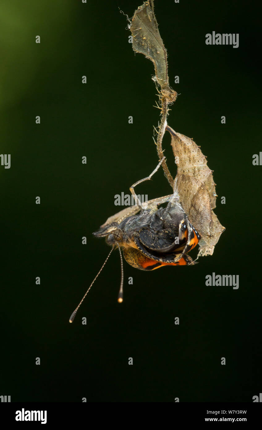 Small tortoishell butterfly (Aglais urticae) adult emerging from chrysalis, Sheffield, England, UK, August. Sequence 15 of 22. Stock Photo