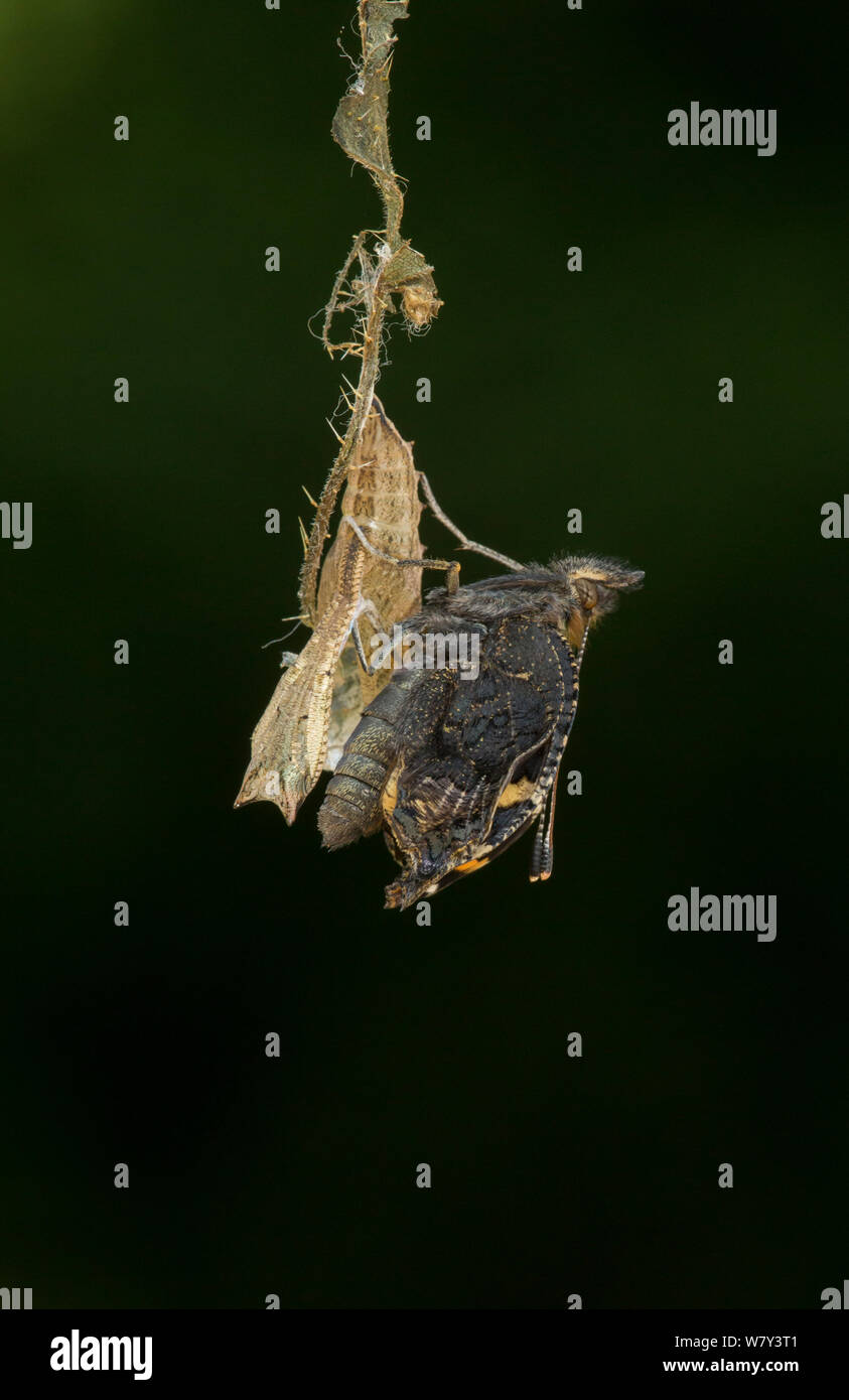 Small tortoishell butterfly (Aglais urticae) adult emerging from chrysalis, Sheffield, England, UK, August. Sequence 19 of 22. Stock Photo