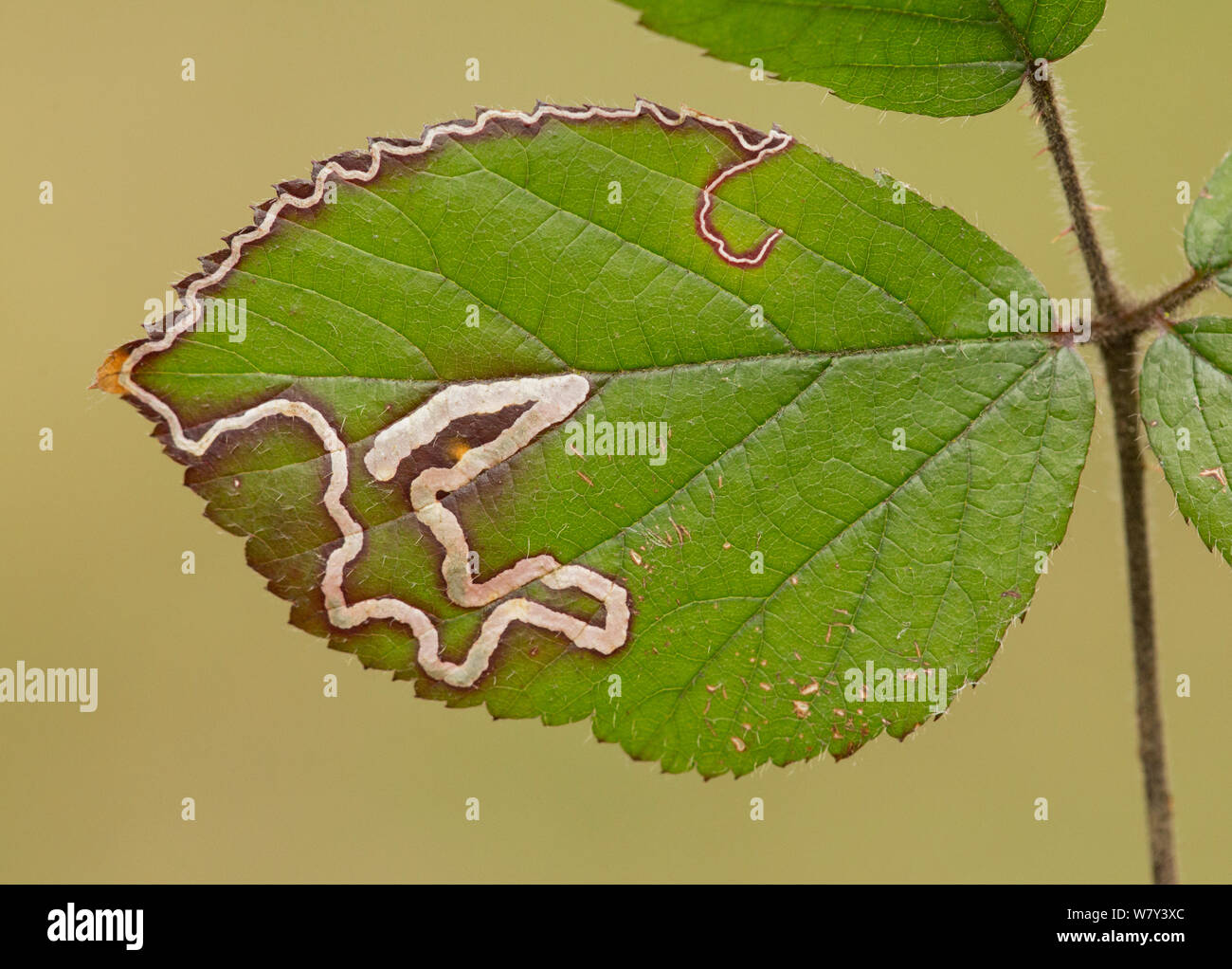 Golden pigmy moth (Stigmella aurella) leaf mines in bramble leaf, Yorkshire, England, UK. Stock Photo