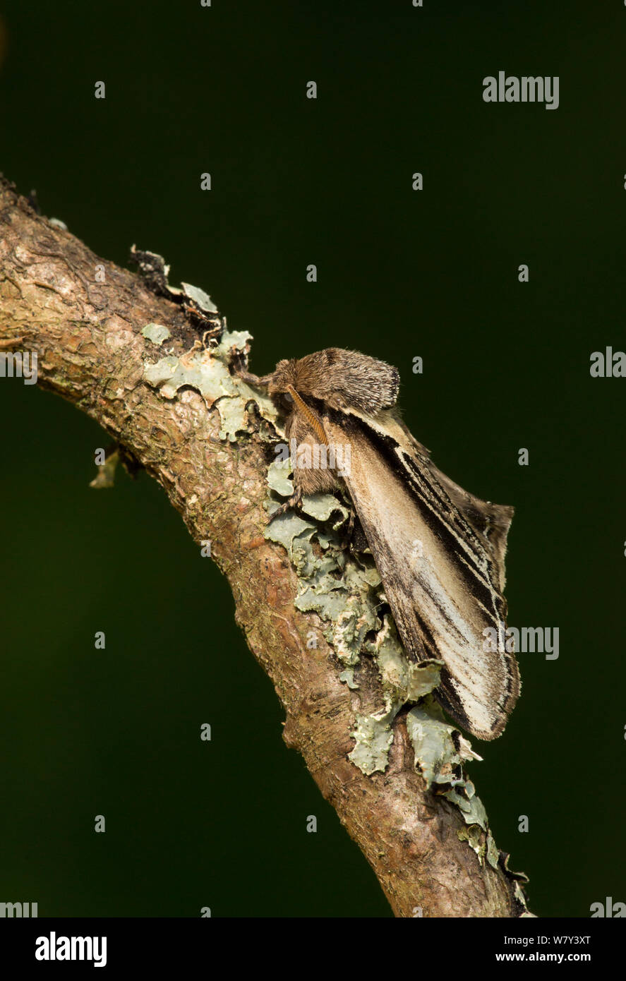 Swallow prominent moth (Pheosia tremula) at rest on twig, Lincolnshire, England, UK, June. Stock Photo