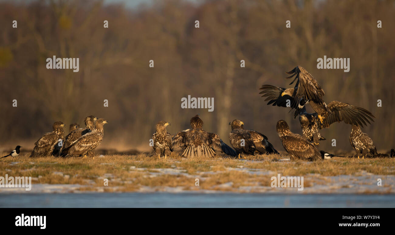 White-tailed eagle (Haliaeetus albicilla) group (including juveniles) and adult landing,  Poland, February. Stock Photo