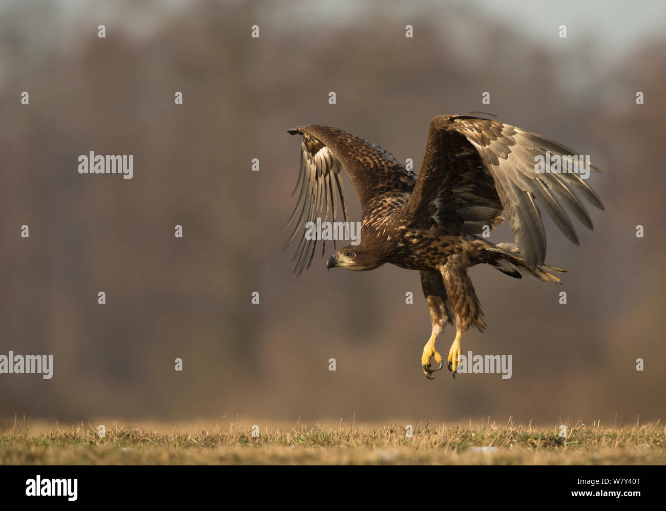 White-tailed eagle (Haliaeetus albicilla) juvenile landing, Poland, February. Stock Photo