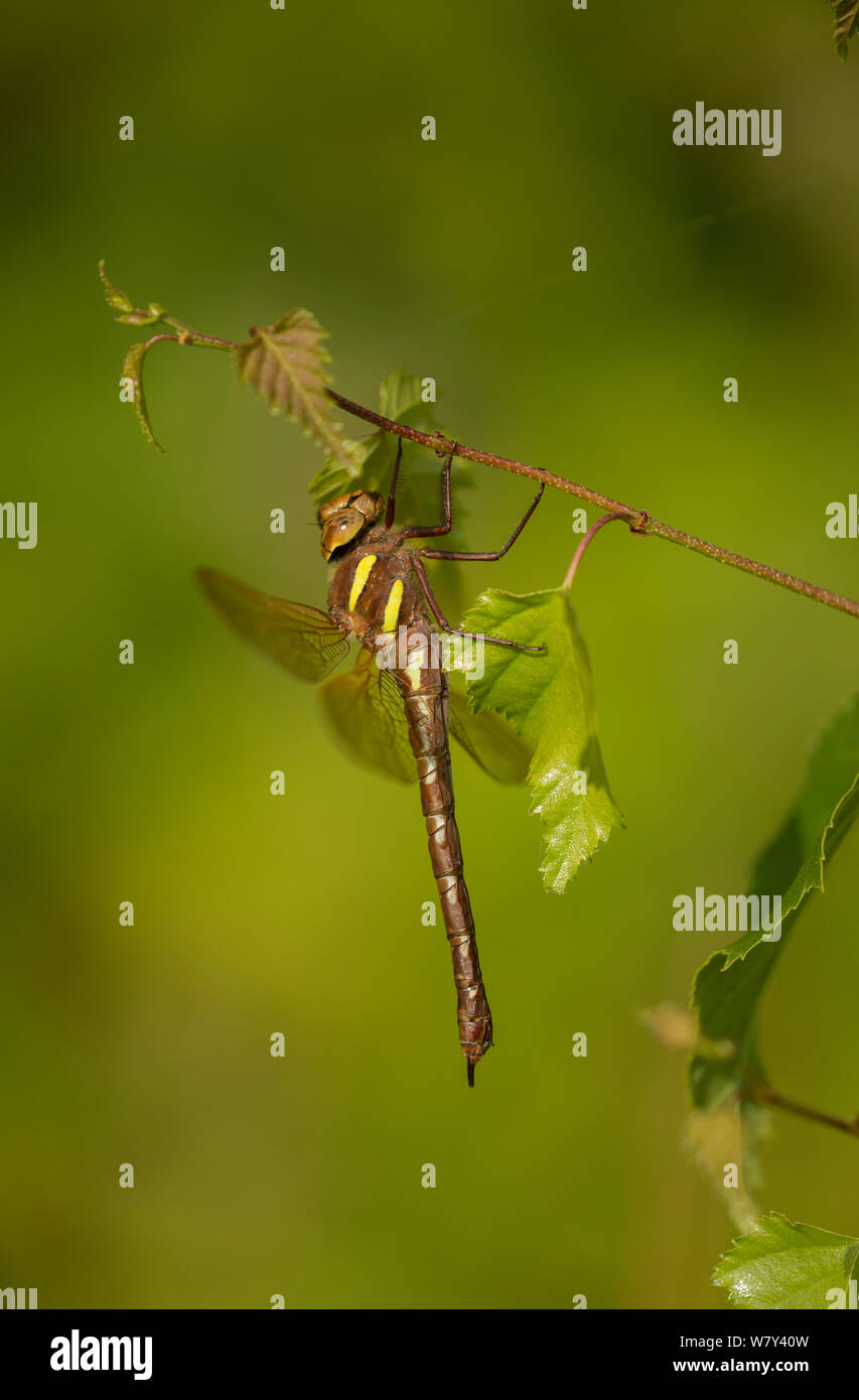 Brown hawker adult (Aeshna grandis) at rest in tree, Yorkshire, England, UK, July. Stock Photo
