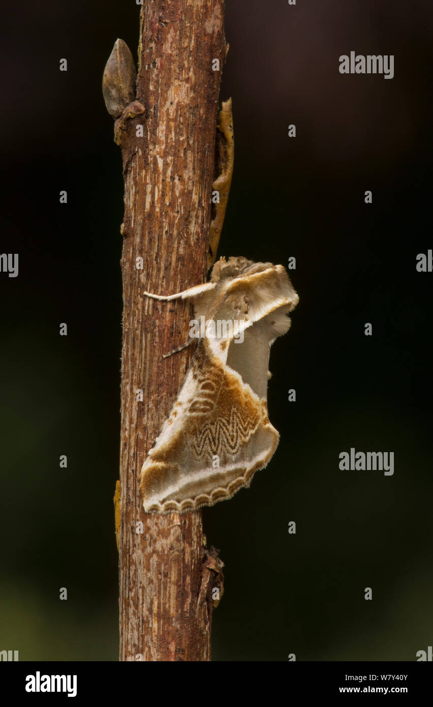 Buff arches (Habrosyne pyritoides) moth adult on twig,  Sheffield, England, UK, July. Stock Photo