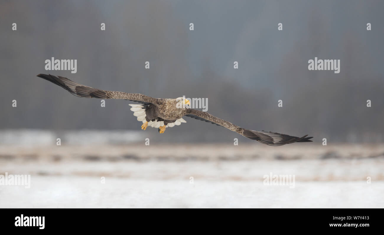 White-tailed eagle in flight (Haliaeetus albicilla) low over snowy ground, Poland, February. Stock Photo