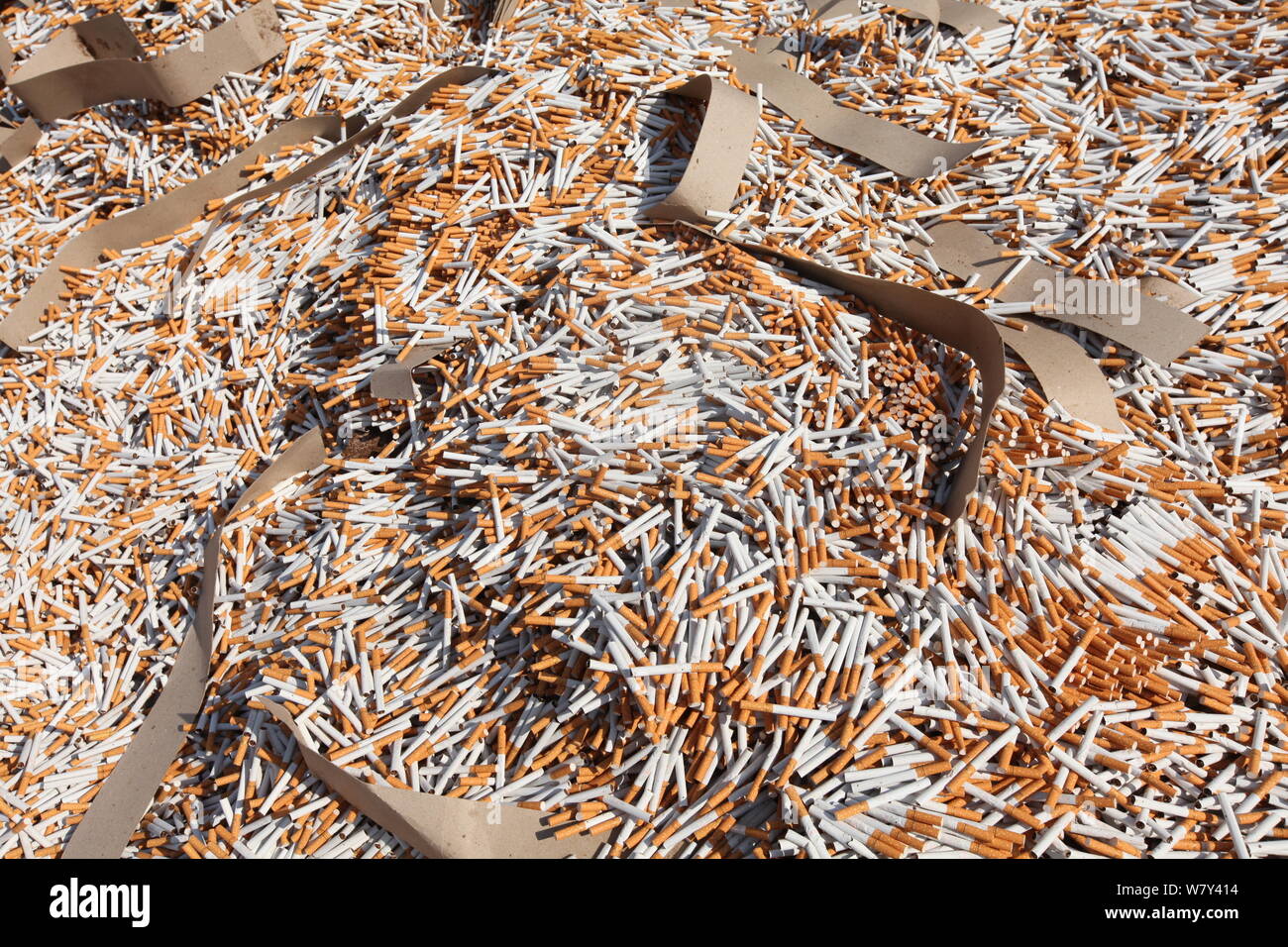 View of the fake-brand and inferior cigarettes to be destoryed at a thermal power plant in Xuchang city, central China's Henan province, 14 March 2017 Stock Photo