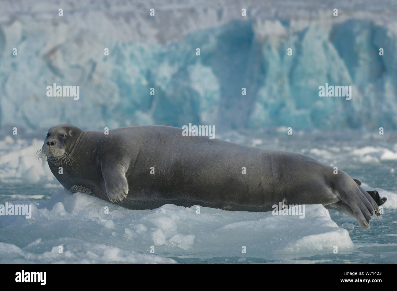 Bearded seal (Erignathus barbatus) hauled out on ice, Spitzberg, Svalbard, Norway, August 2014. Stock Photo