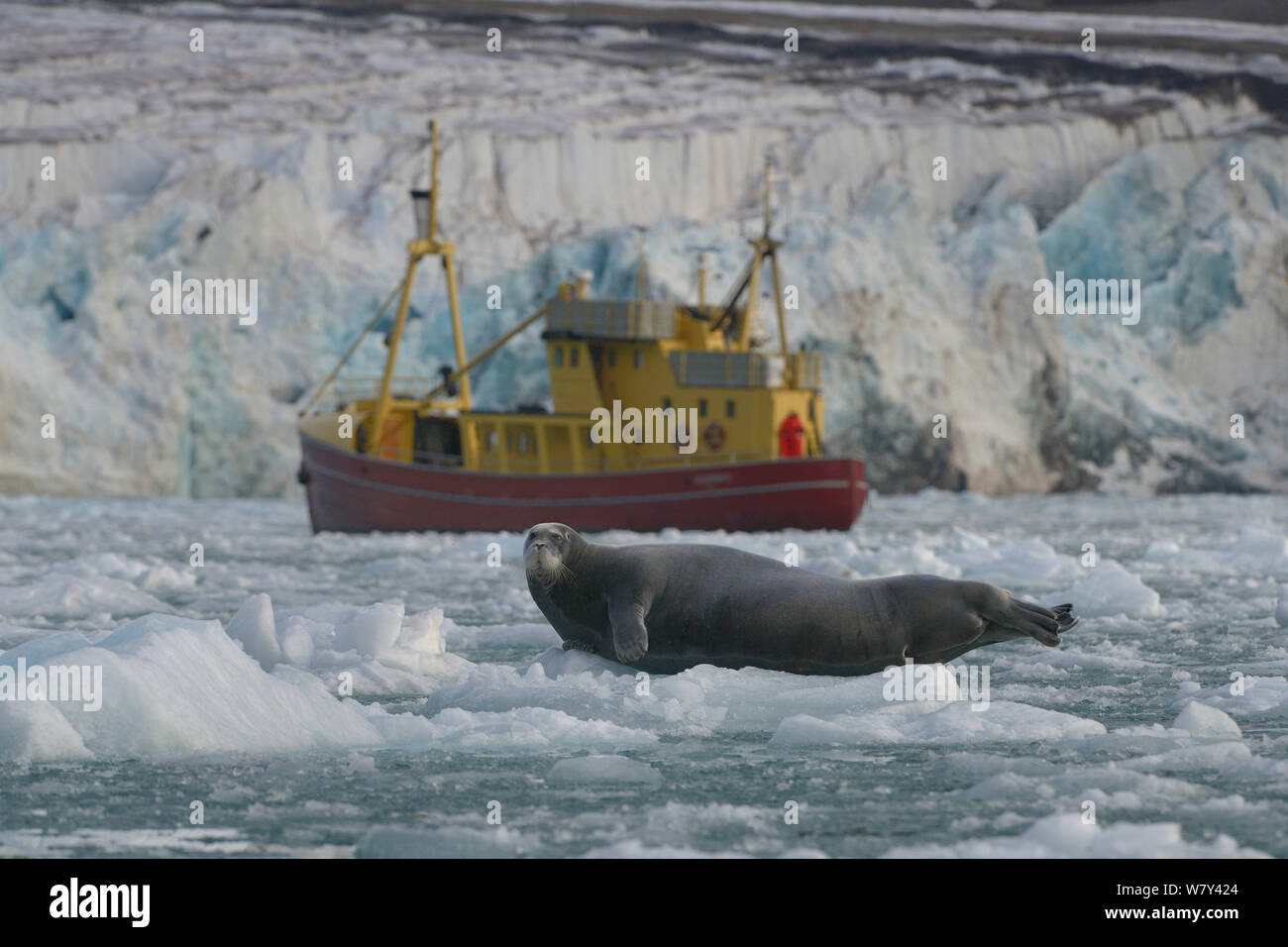 Bearded seal (Erignathus barbatus) hauled out on ice with boat beyond. Spitzberg, Svalbard, Norway, August 2014. Stock Photo