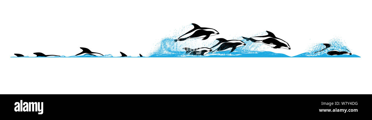 Illustration of the dive and breach sequence of an hourglass dolphin (Lagenorhynchus cruciger). Stock Photo