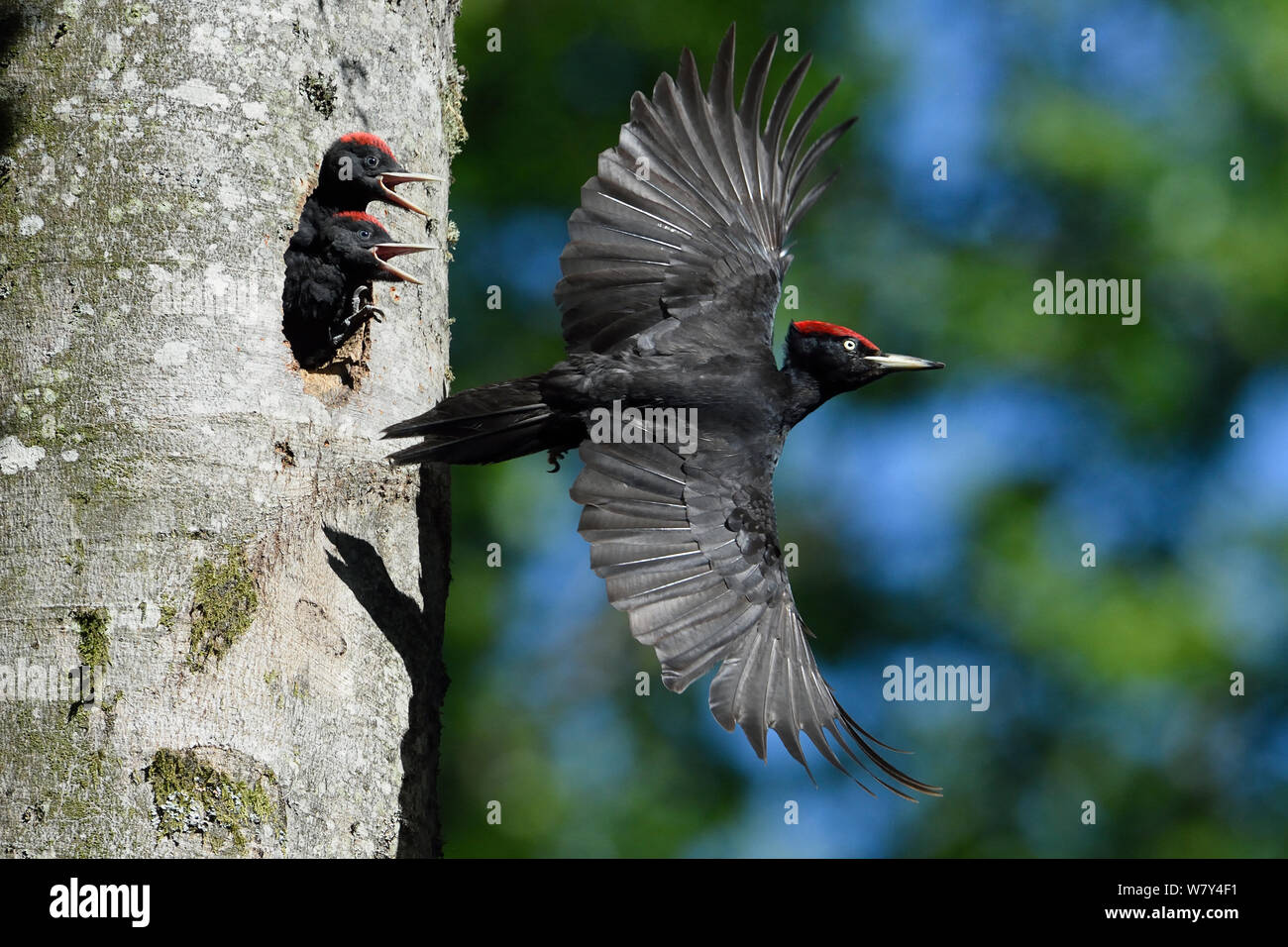 Black woodpecker (Dryocopus martius) flying away from nest hole in tree with chicks, Vosges, France, June. Stock Photo