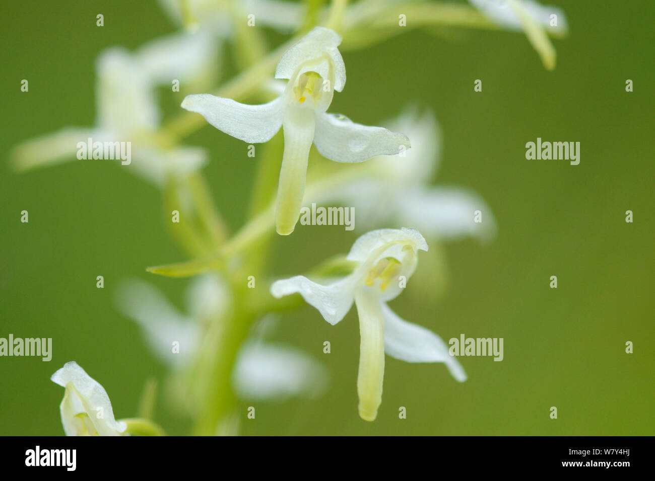 Lesser butterfly-orchid (Platanthera bifolia) flowers, Vosges, June. Stock Photo
