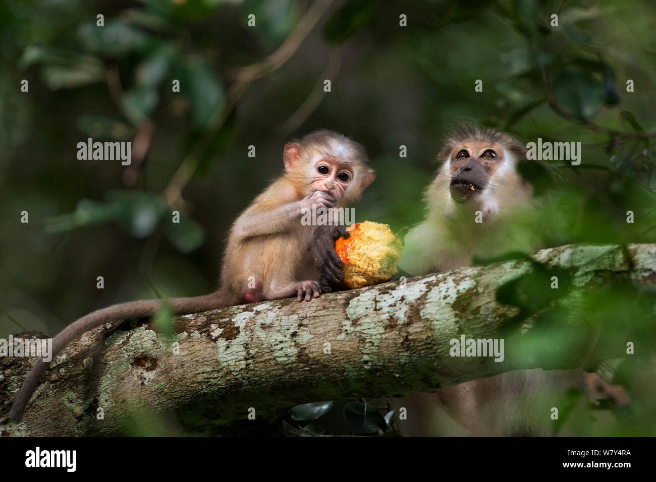 Doum Palm High Resolution Stock Photography And Images Alamy