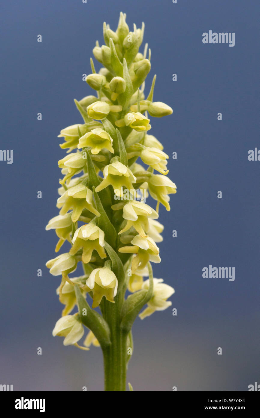 Small white orchid (Pseudorchis albida) Nordtirol, Austrian Alps, July. Stock Photo
