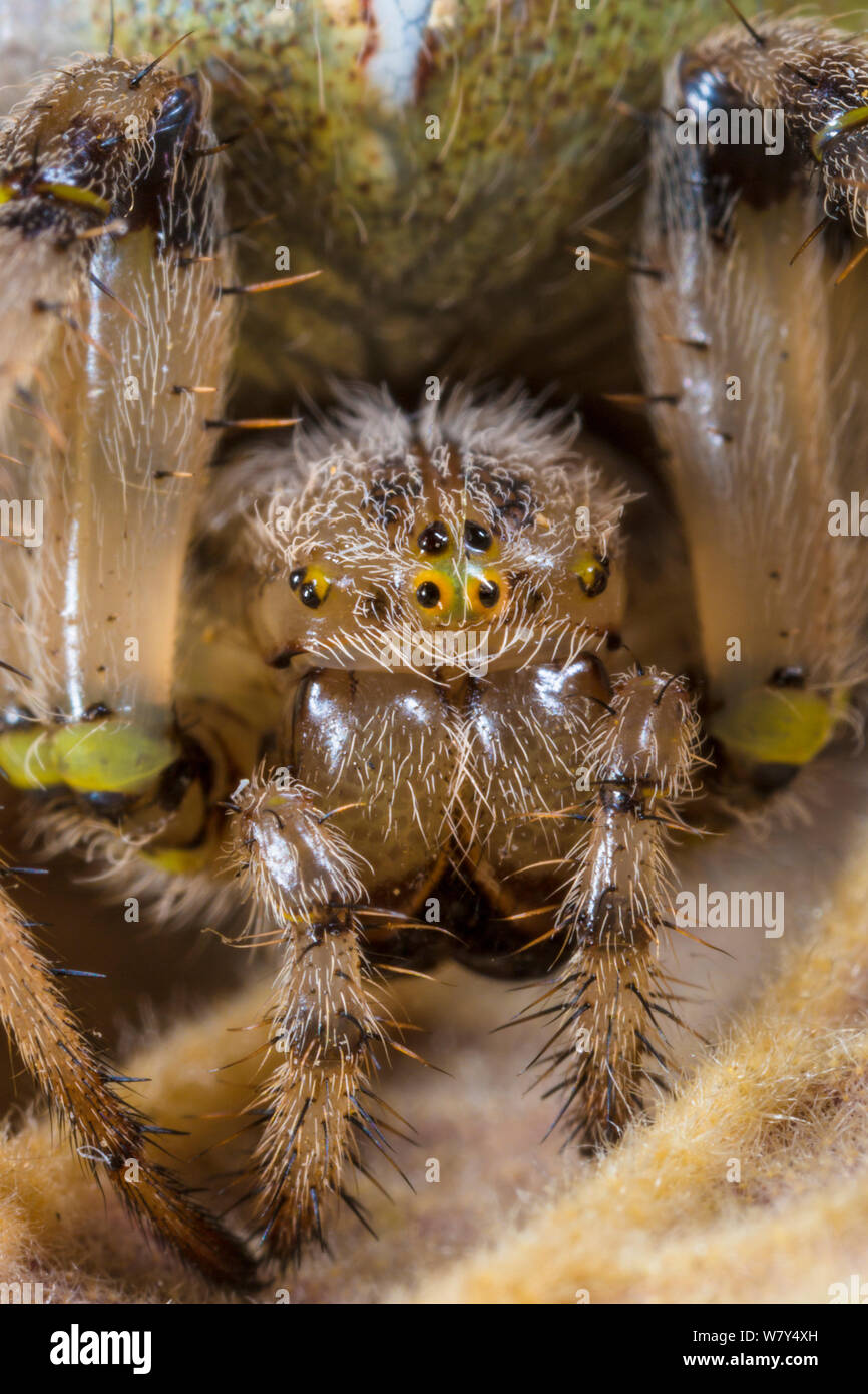 Four-spot orb weaver spider (Araneus quadratus) female, close up of head. Peak District National Park, Derbyshire, UK, September. Stock Photo