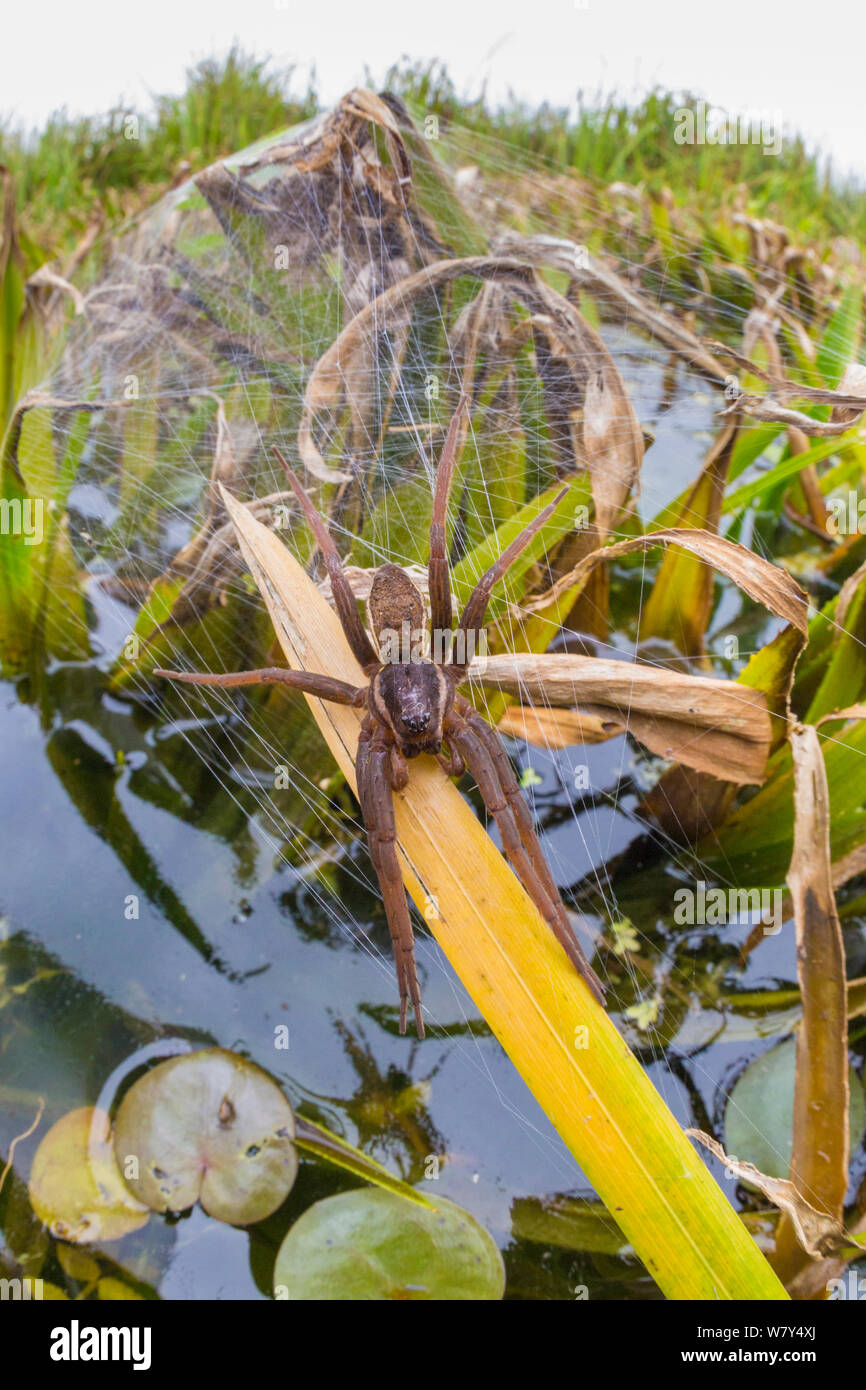 Fen raft spider / Great raft spider (Dolomedes plantarius) female guarding nursery web. Norfolk Broads, UK, September. Vulnerable species. Stock Photo