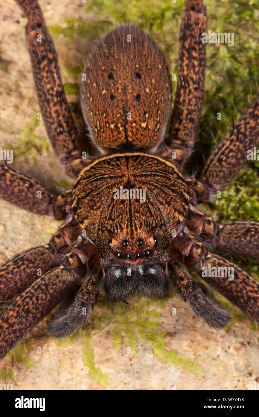 Huntsman spider hi-res stock photography and images - Alamy
