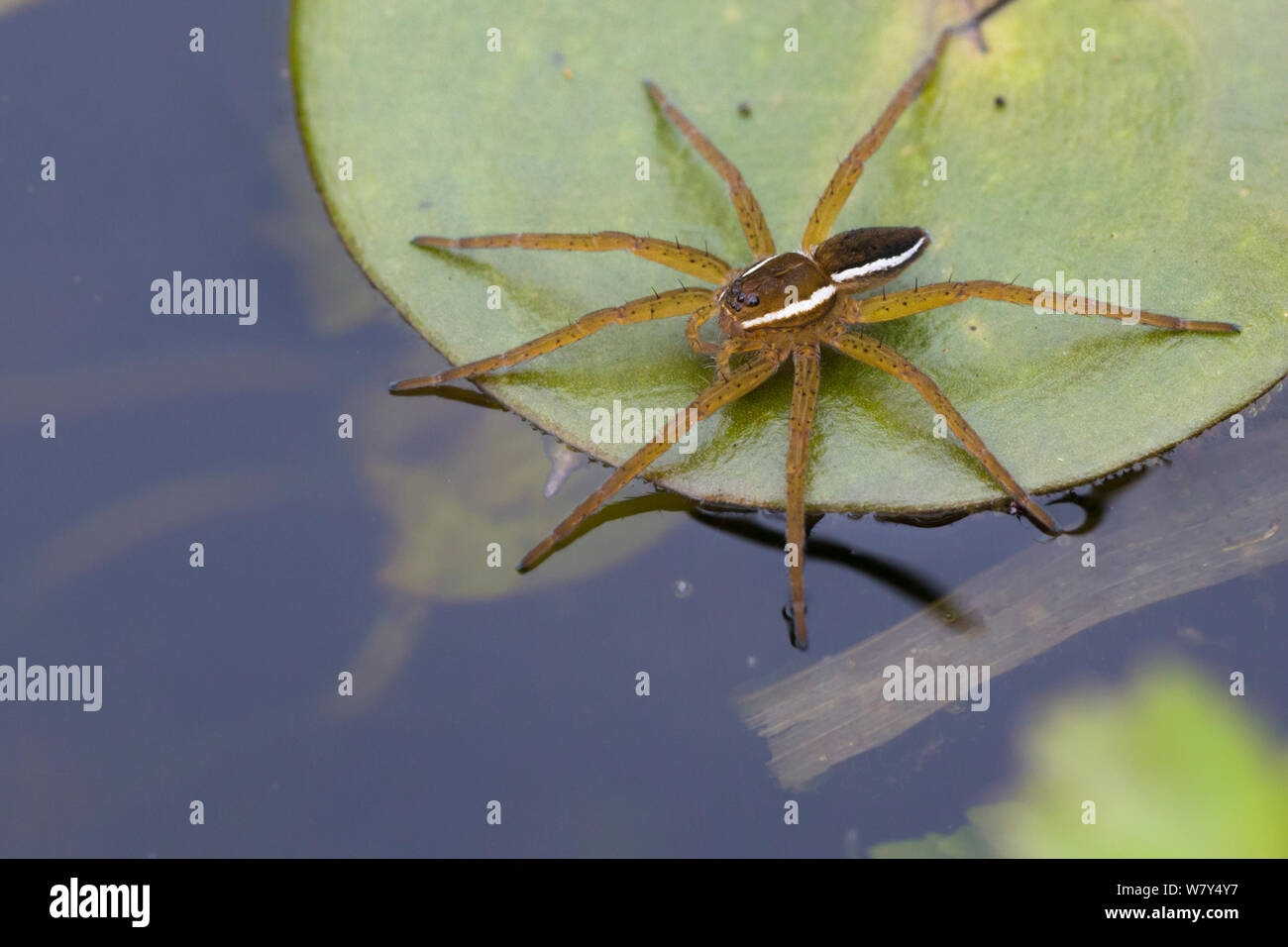 Fen raft spider / Great raft spider (Dolomedes plantarius) sub-adult. Norfolk Broads, UK, September. Vulnerable species. Stock Photo