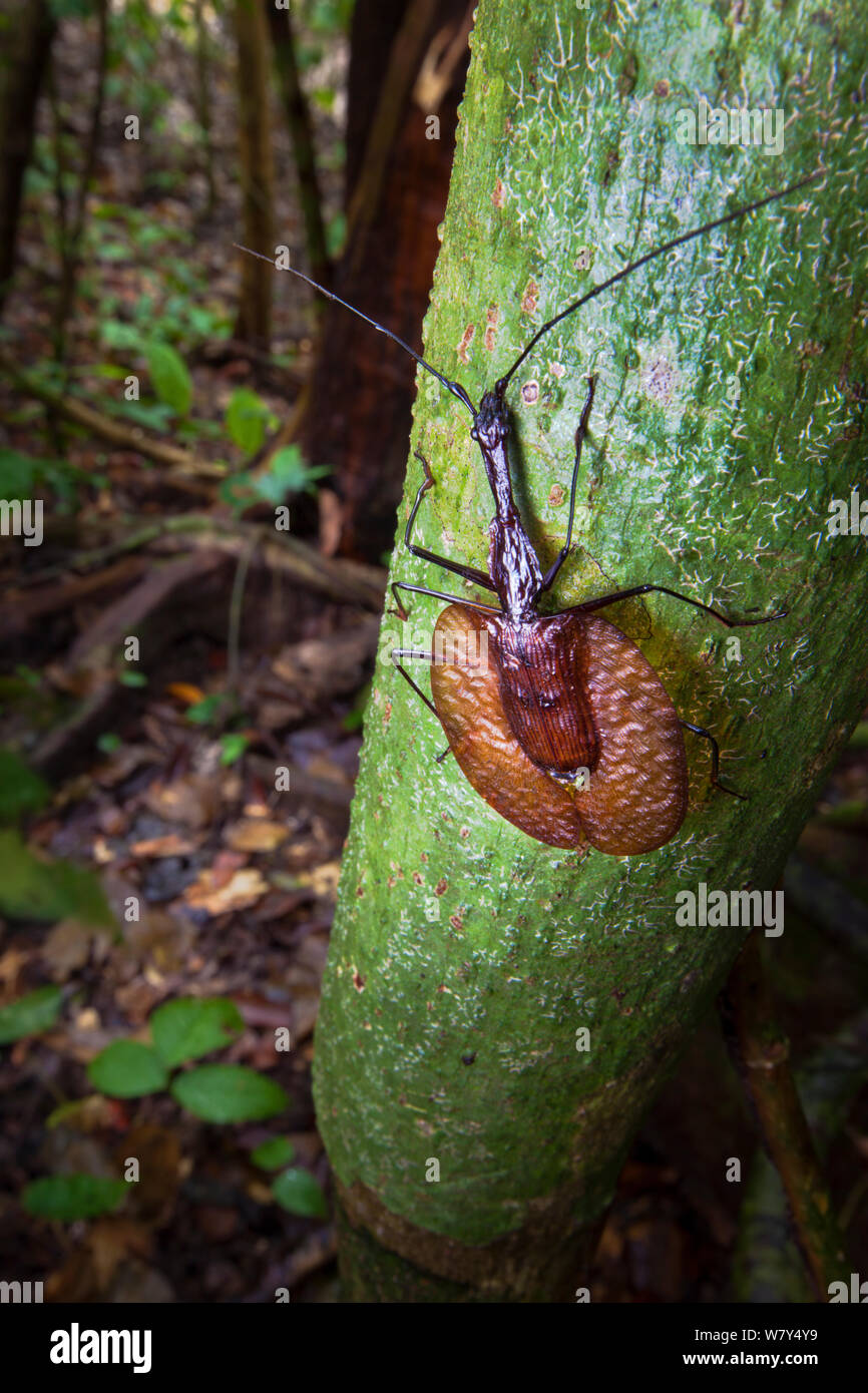 Violin beetle (Mormolyce sp) on tree trunk. Danum Valley, Sabah, Borneo. Stock Photo