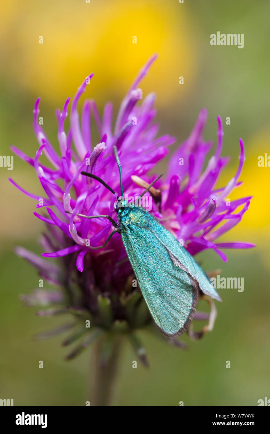 Common forester moth (Adscita statices) Nordtirol, Austrian Alps, June. Stock Photo