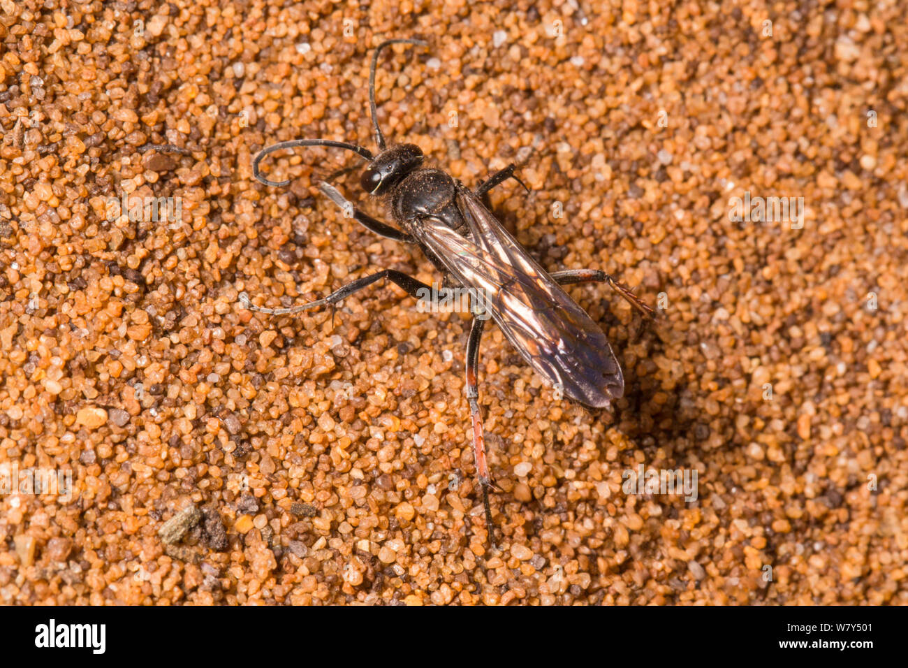 Red-legged spider hunting wasp (Episyron rufipes) Dunwich Heath, Suffolk, UK, September. Stock Photo