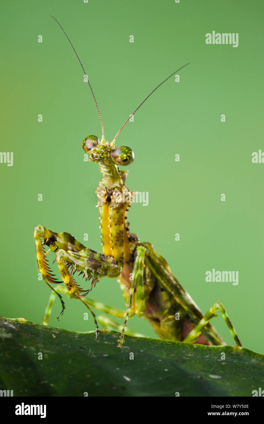 Praying mantis (Mantodea) with moss-like markings that provide camouflage. Danum Valley, Sabah, Borneo. Stock Photo