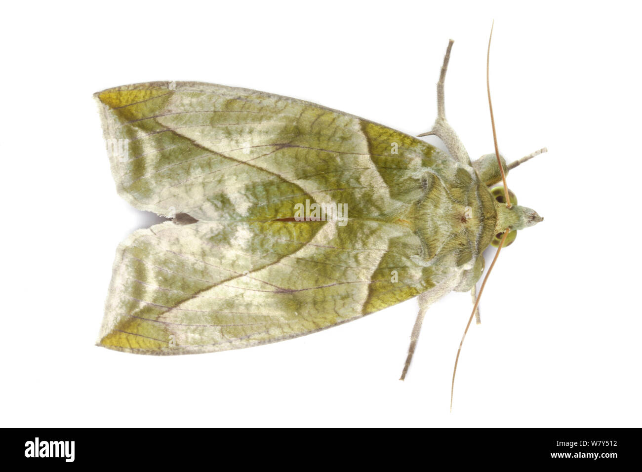 Moth (Eudocima sp) Danum Valley, Sabah, Borneo. Stock Photo
