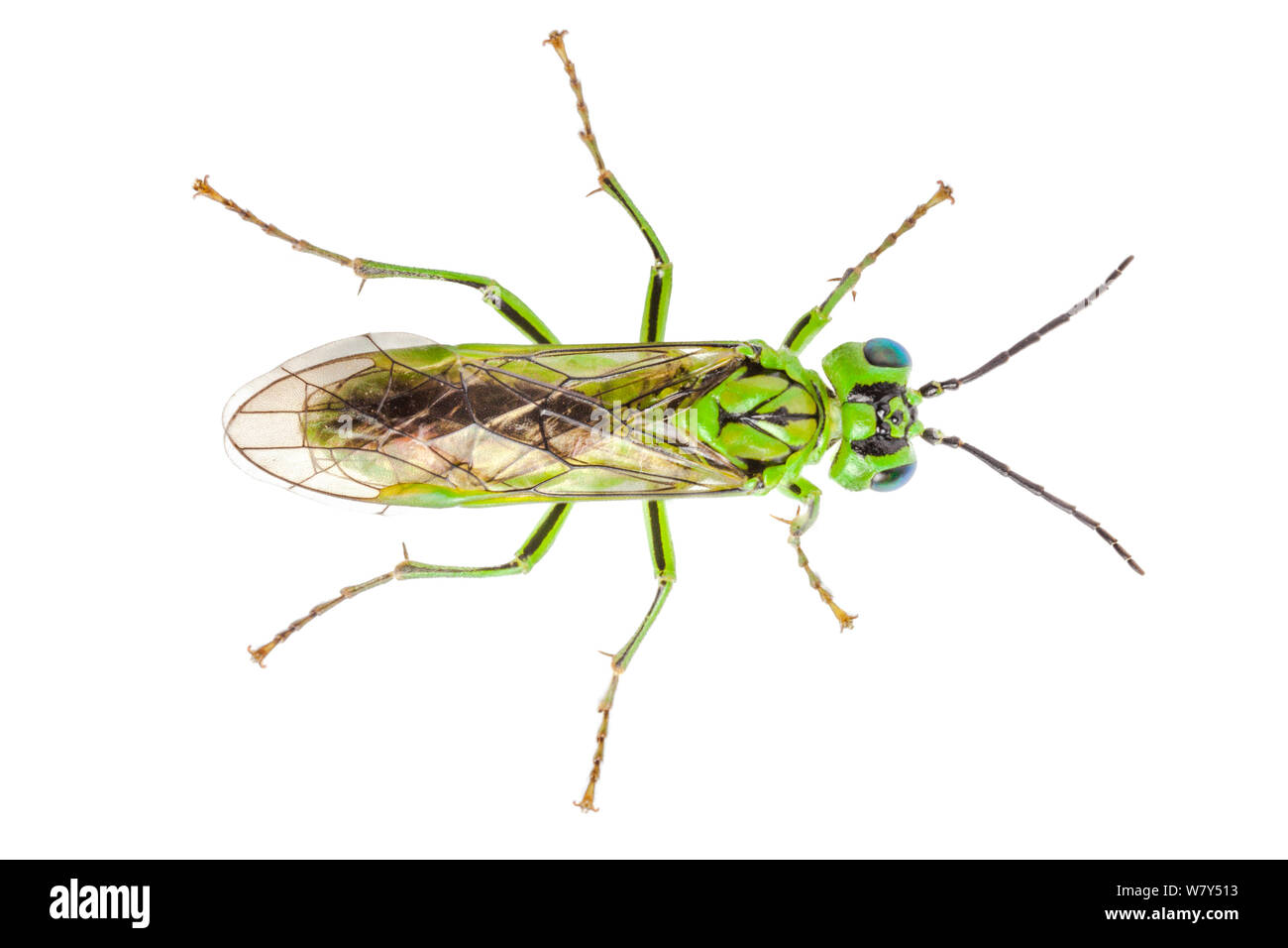 Green sawfly (Rhogogaster viridis) Derbyshire, UK, July. Stock Photo