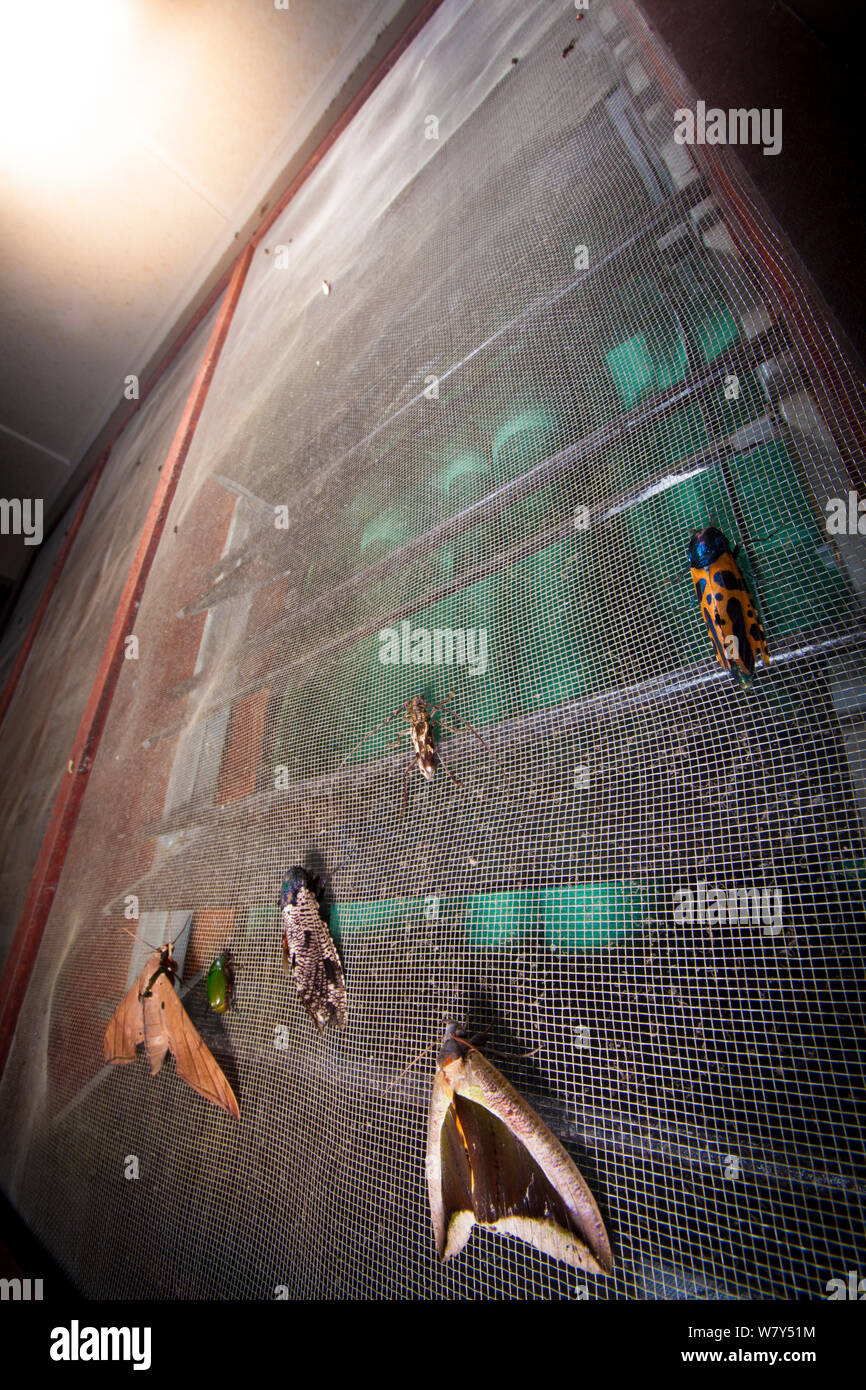 Moths attracted to light hires stock photography and images Alamy