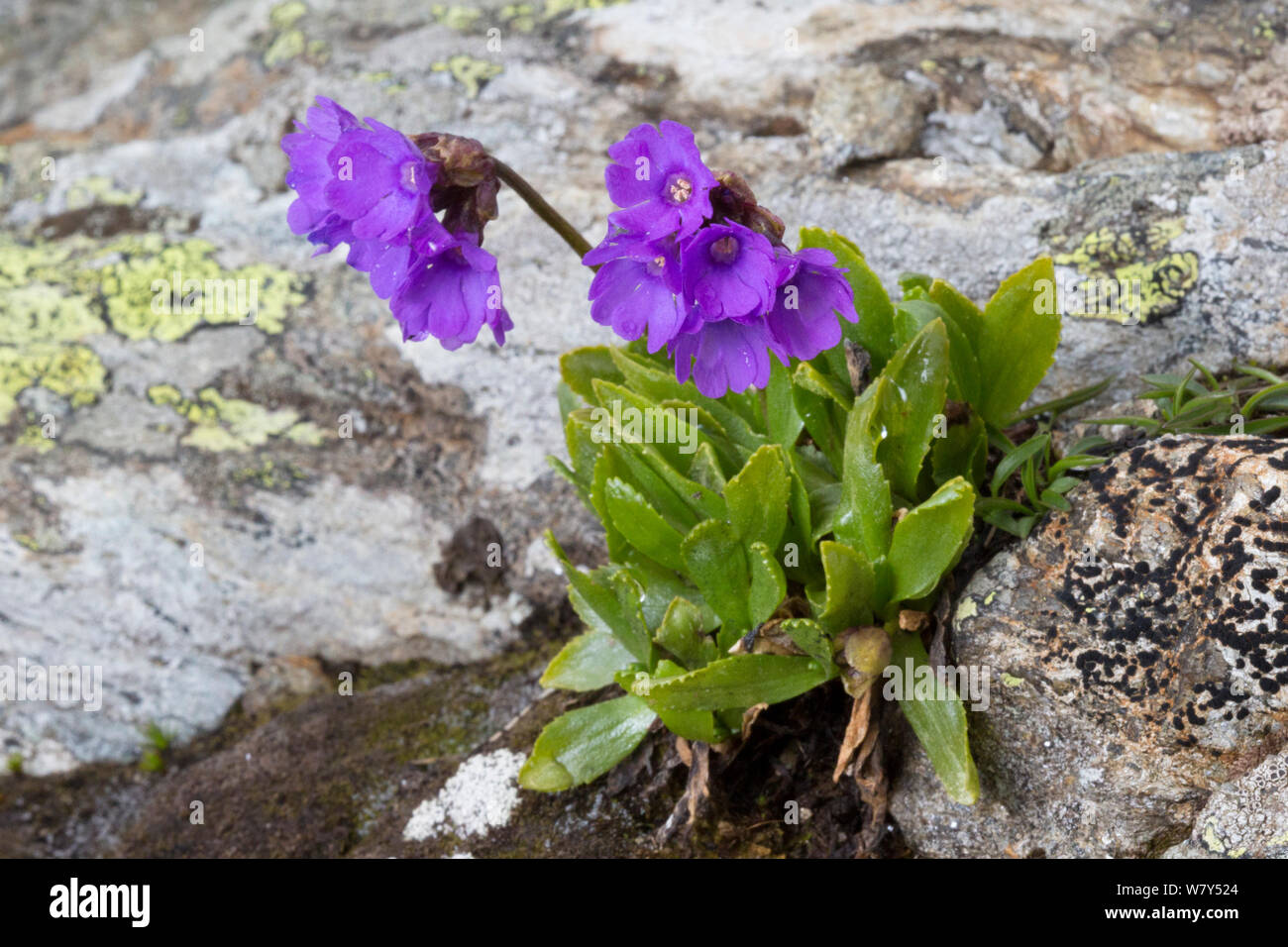Viscid primrose (Primula latitolia) Nordtirol, Austrian Alps, July. Stock Photo