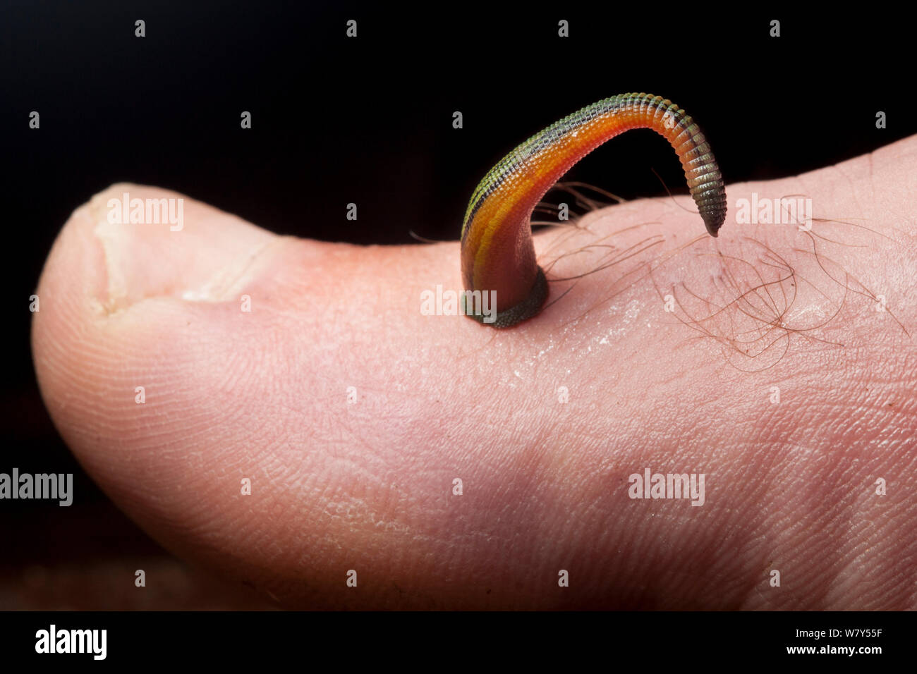 Tiger leech (Haemadipsa picta) on human toe, Maliau Basin, Sabah, Borneo. Stock Photo