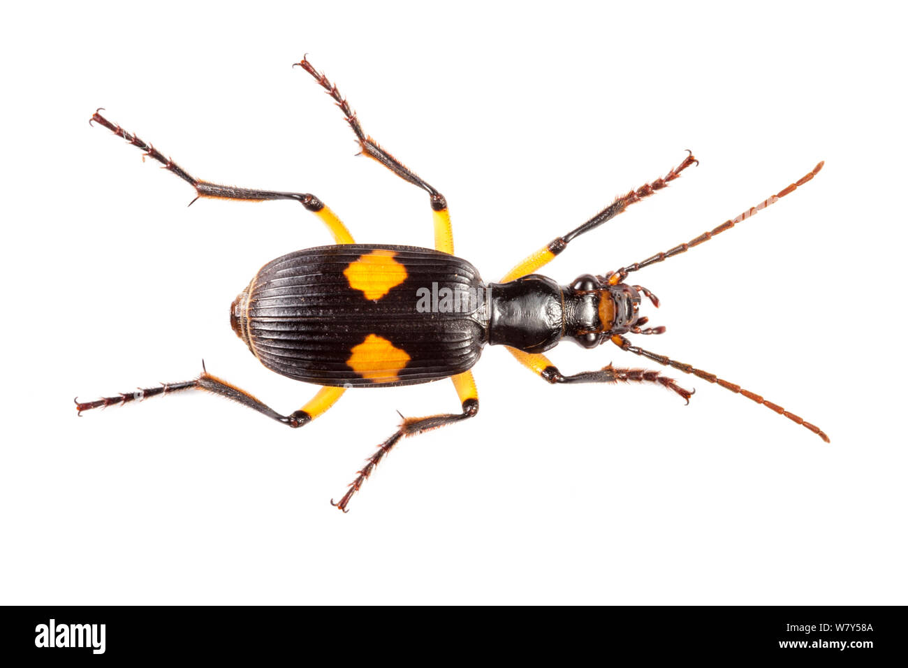Bombardier beetle (Pheropsophus sp) Danum Valley, Sabah, Borneo. Stock Photo