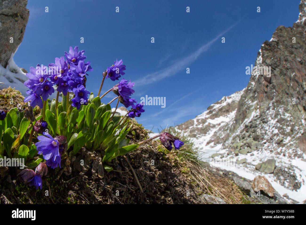 Viscid primrose (Primula latitolia) Nordtirol, Austrian Alps, July. Stock Photo