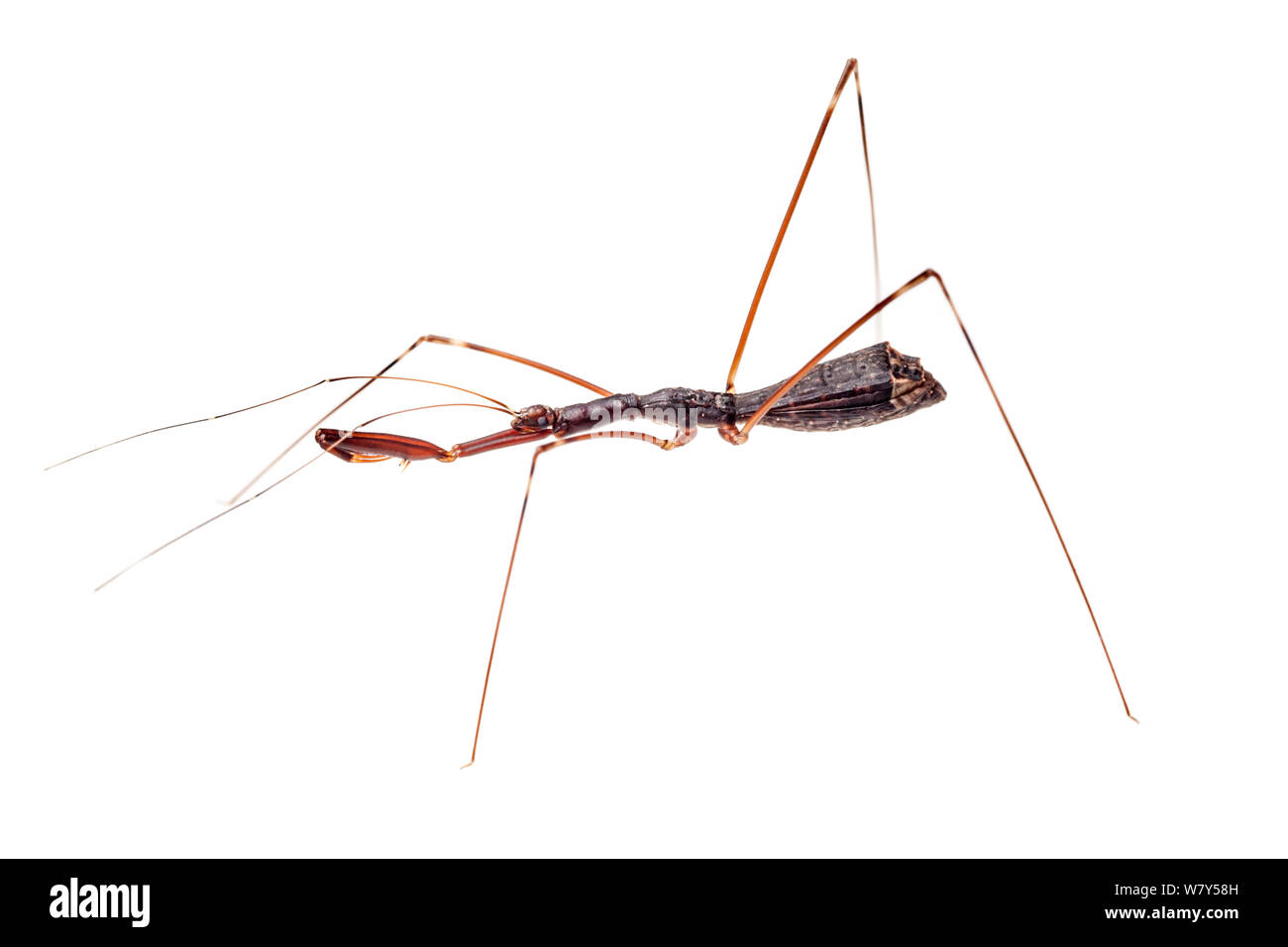 Assasin bug (Reduviidae) with raptorial front legs. Danum Valley, Sabah, Borneo. Stock Photo