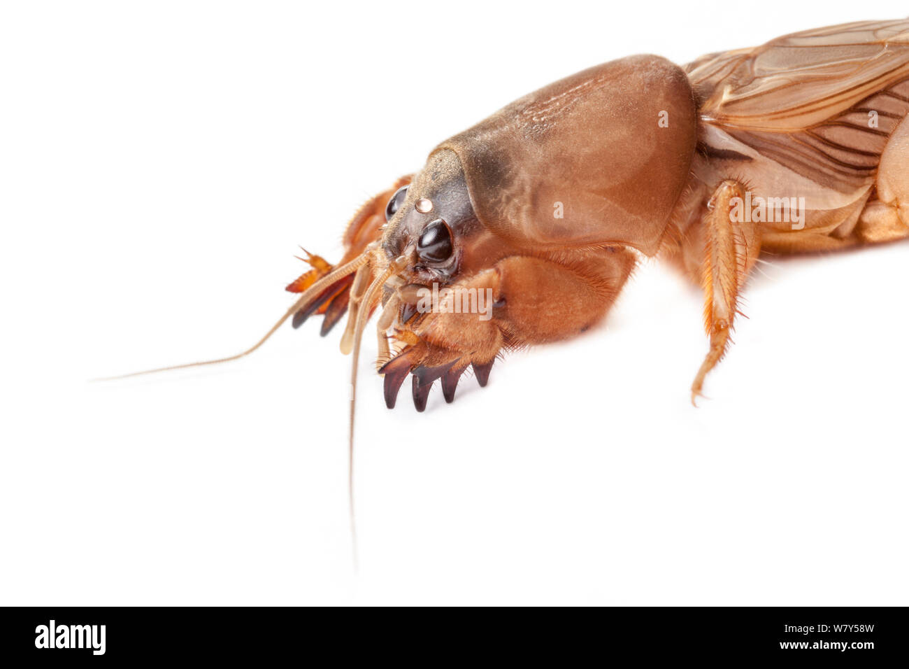 Mole cricket (Gryllotalpidae) showing shovel-like forelimbs that are well adapted to burrowing. Danum Valley, Sabah, Borneo. Stock Photo