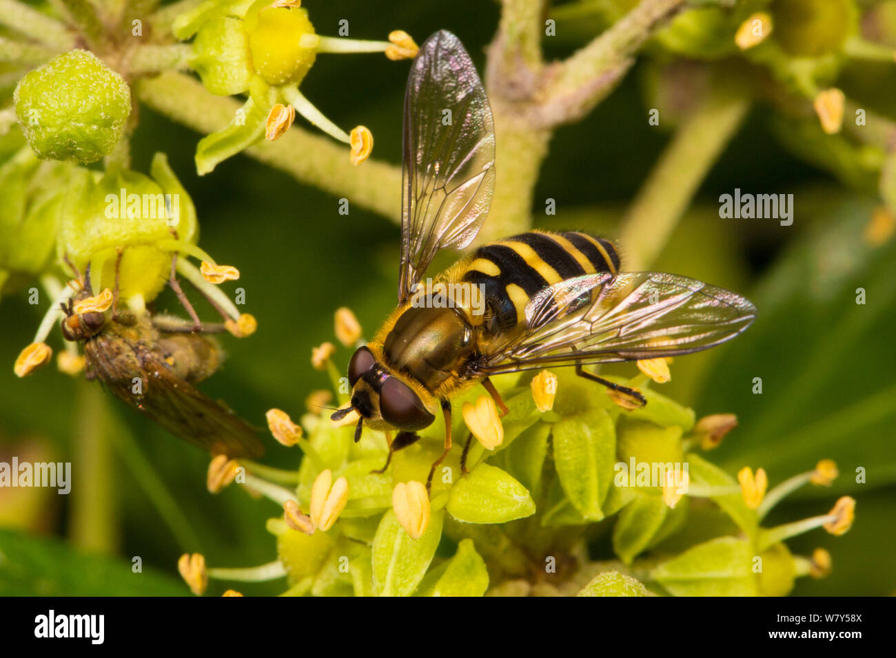 Hoverfly (Syrphus ribesii) feeding on Ivy (Hedera helix) flowers. Peak District National Park, Derbyshire, UK, November. Stock Photo