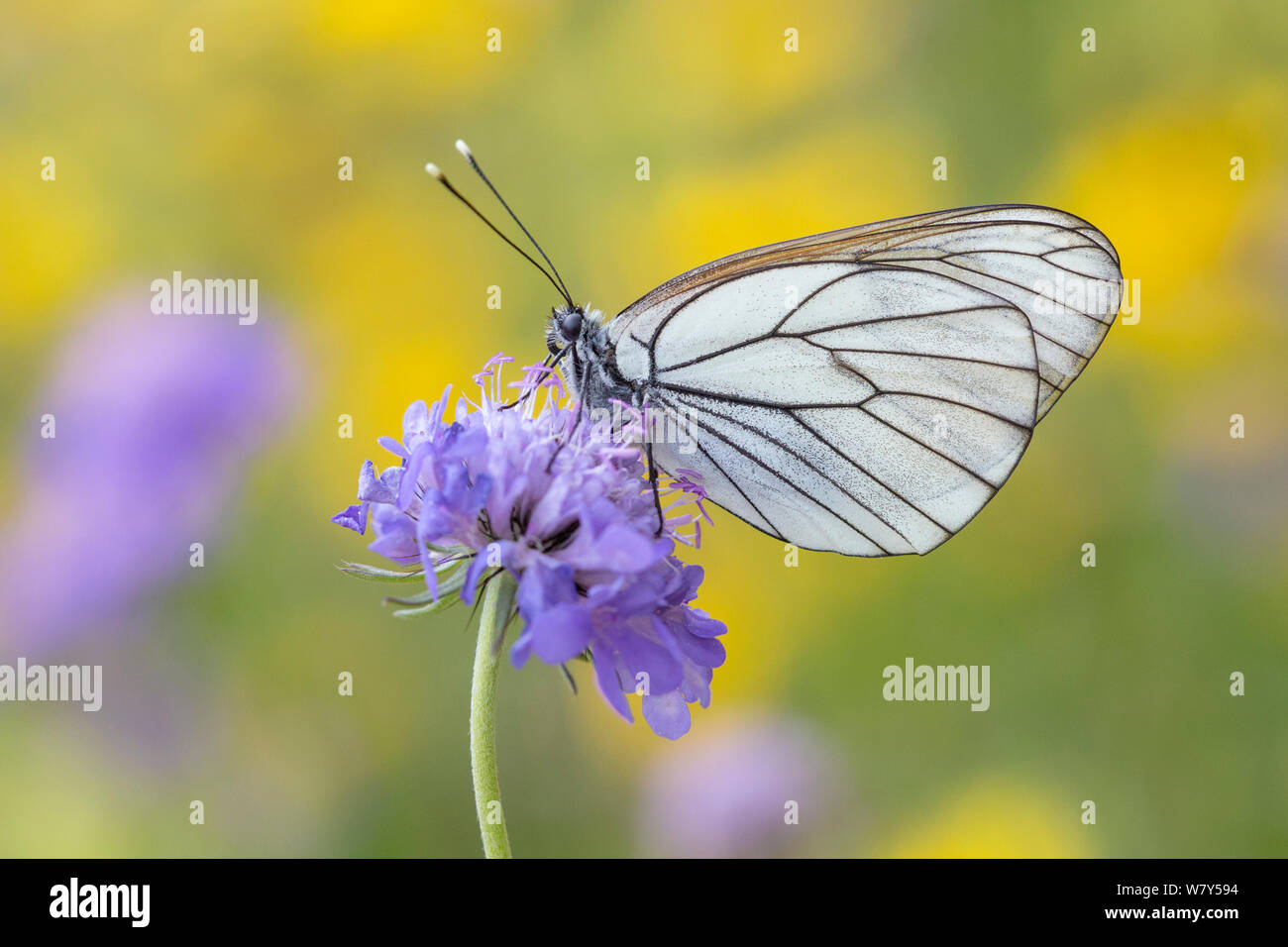 Black-veined white butterfly (Aporia crataegi) Nordtirol, Austrian Alps, July. Stock Photo