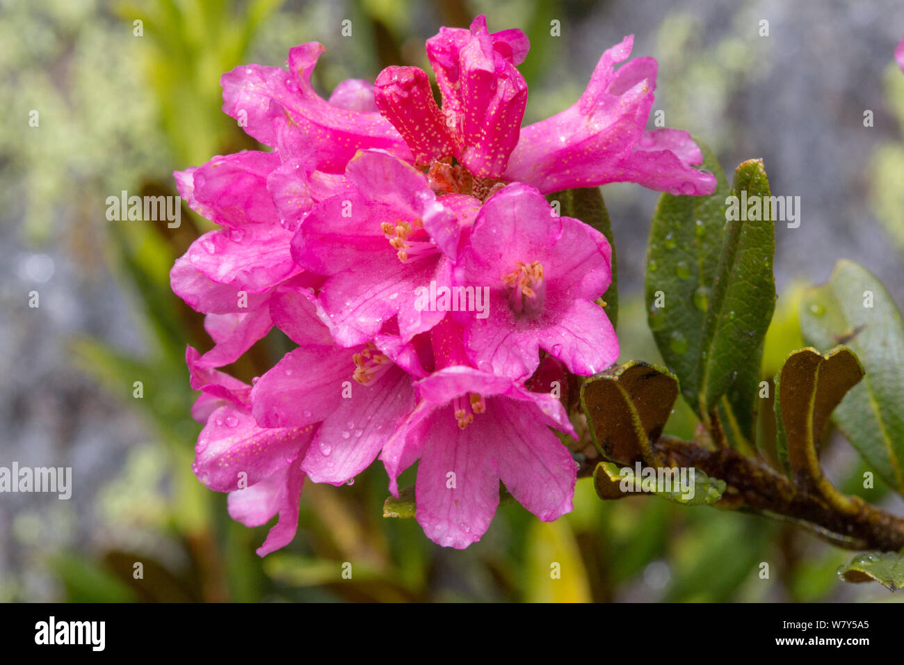Alpenrose (Rhododendron ferrugineum) Nordtirol, Austrian Alps, July. Stock Photo