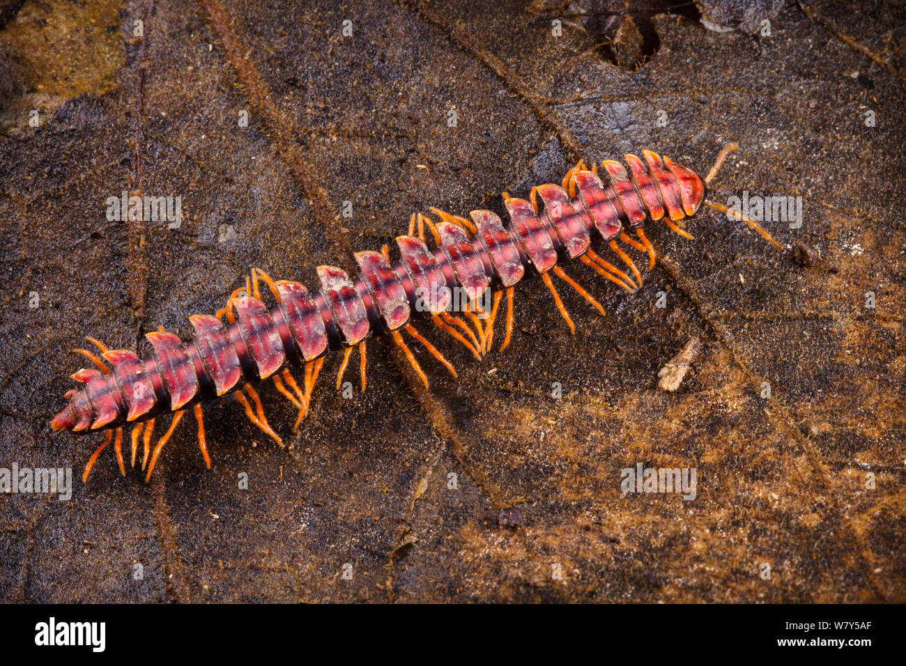 Tractor millipede (Polydesmida sp) Danum Valley, Sabah, Borneo. Stock Photo