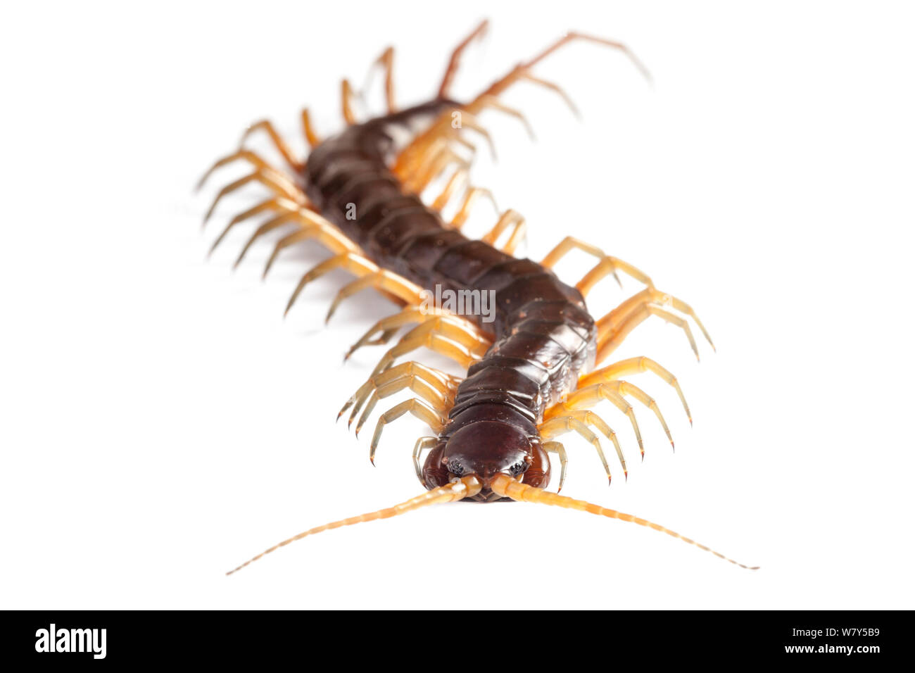 Large Centipede (Chilopoda) Danum Valley, Sabah, Borneo. Stock Photo