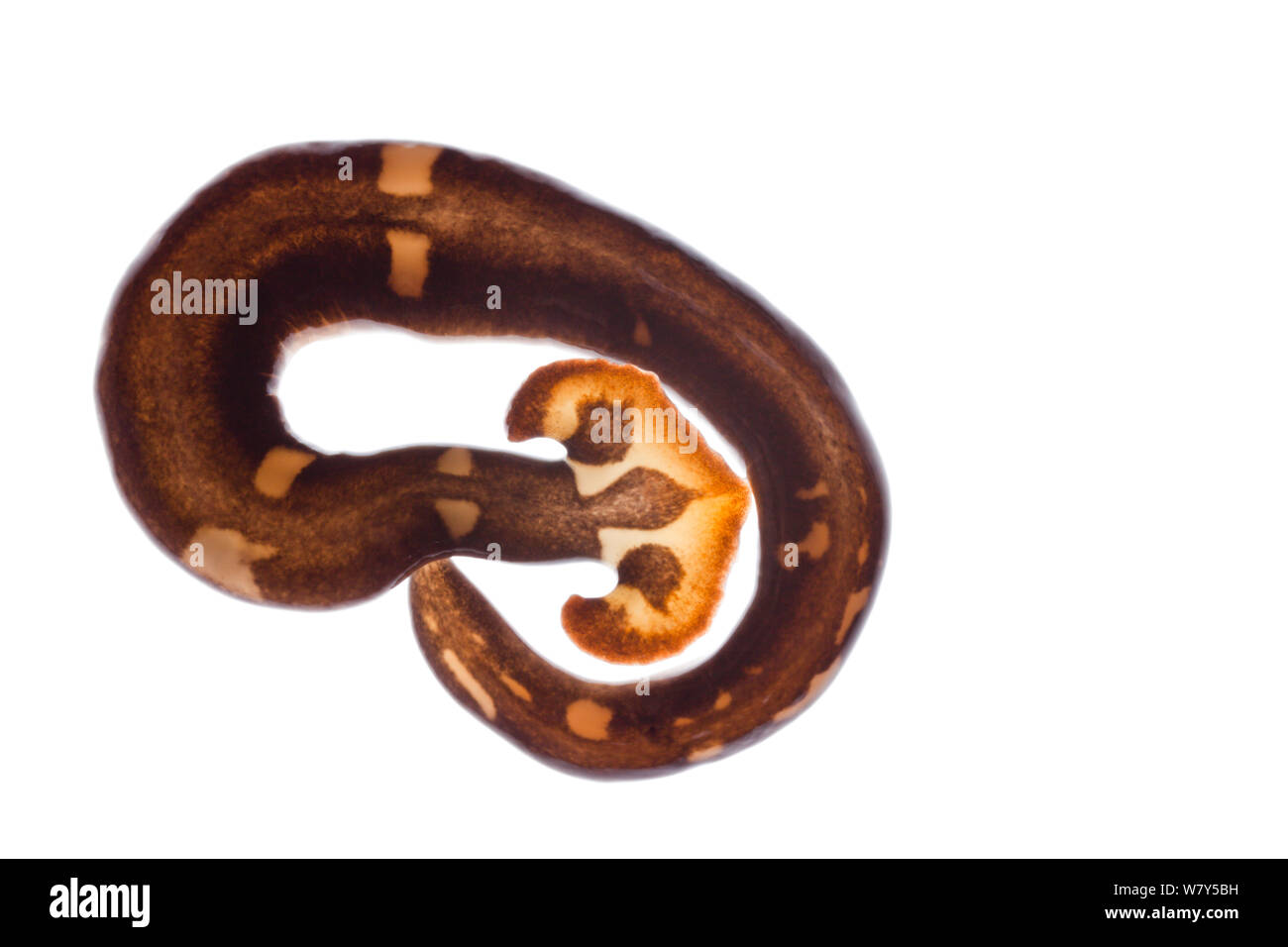 Terrestrial flatworm (Planariidae) resting in colied position. Danum Valley, Sabah, Borneo. Stock Photo