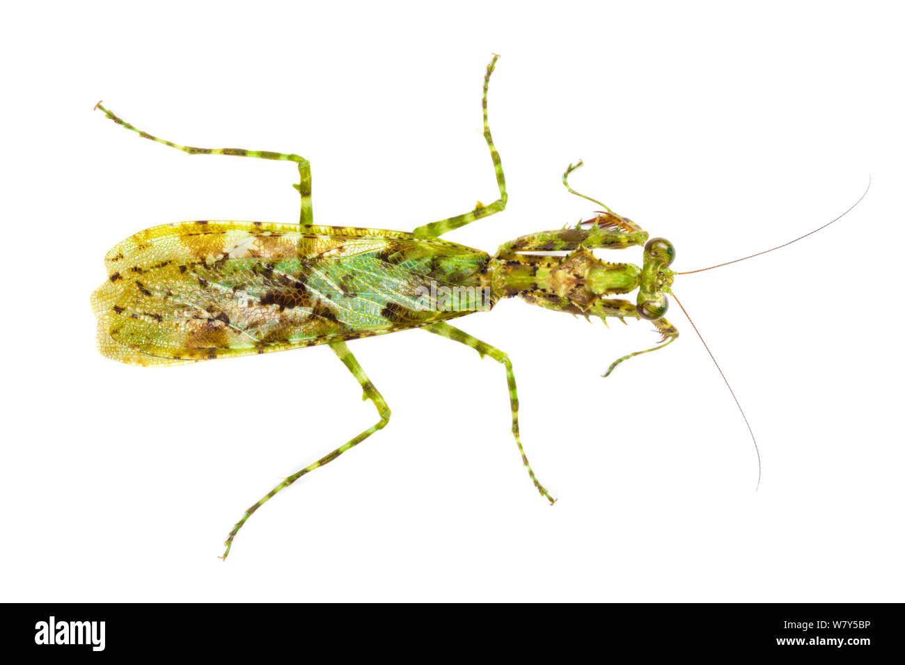 Praying mantis (Majangella moultoni) with moss-like markings that provide camouflage. Danum Valley, Sabah, Borneo. Stock Photo