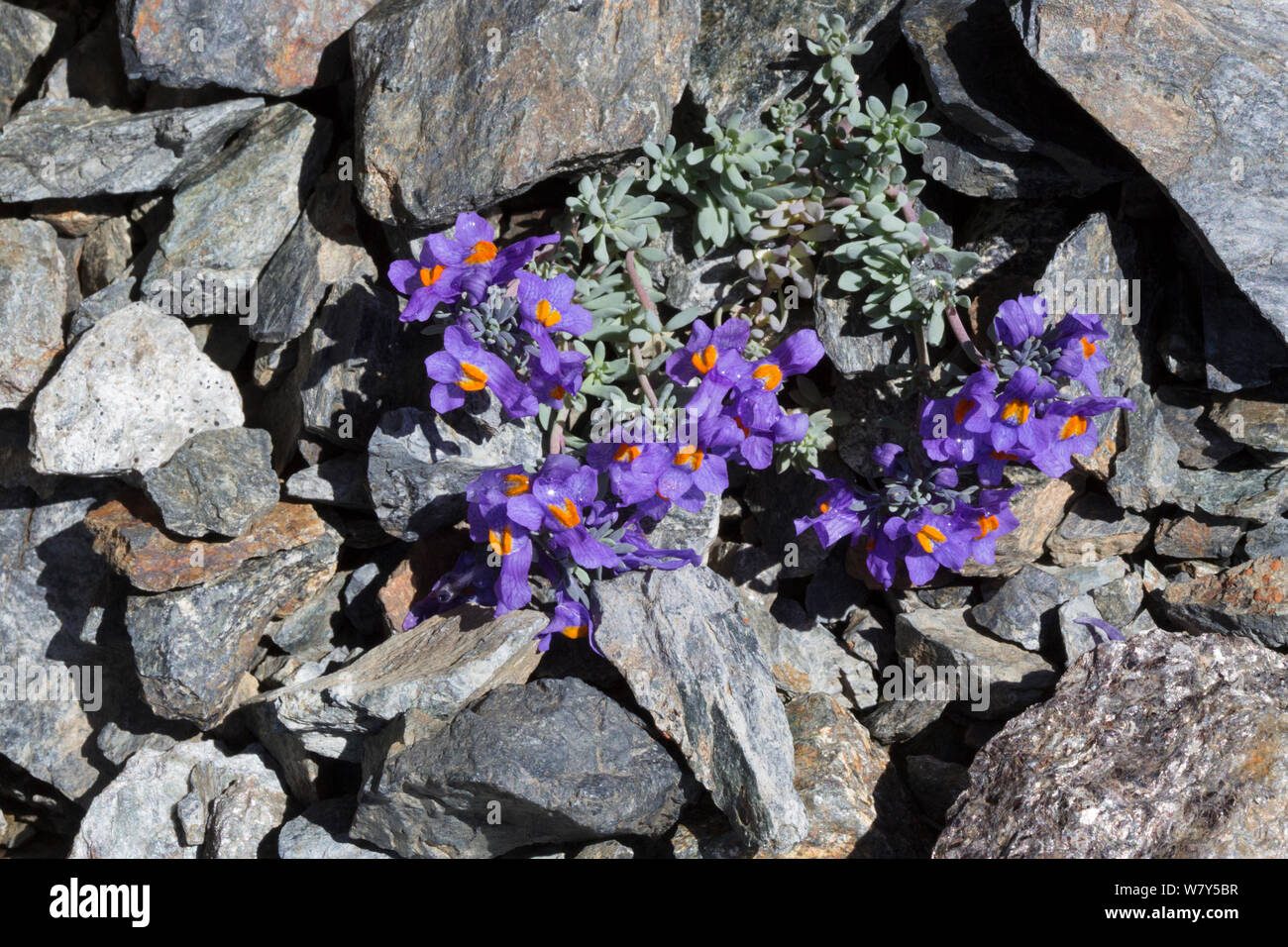 Alpine toadflax (Linaria alpina) growing in scree slope on mountainside. Nordtirol, Austrian Alps, July. Stock Photo